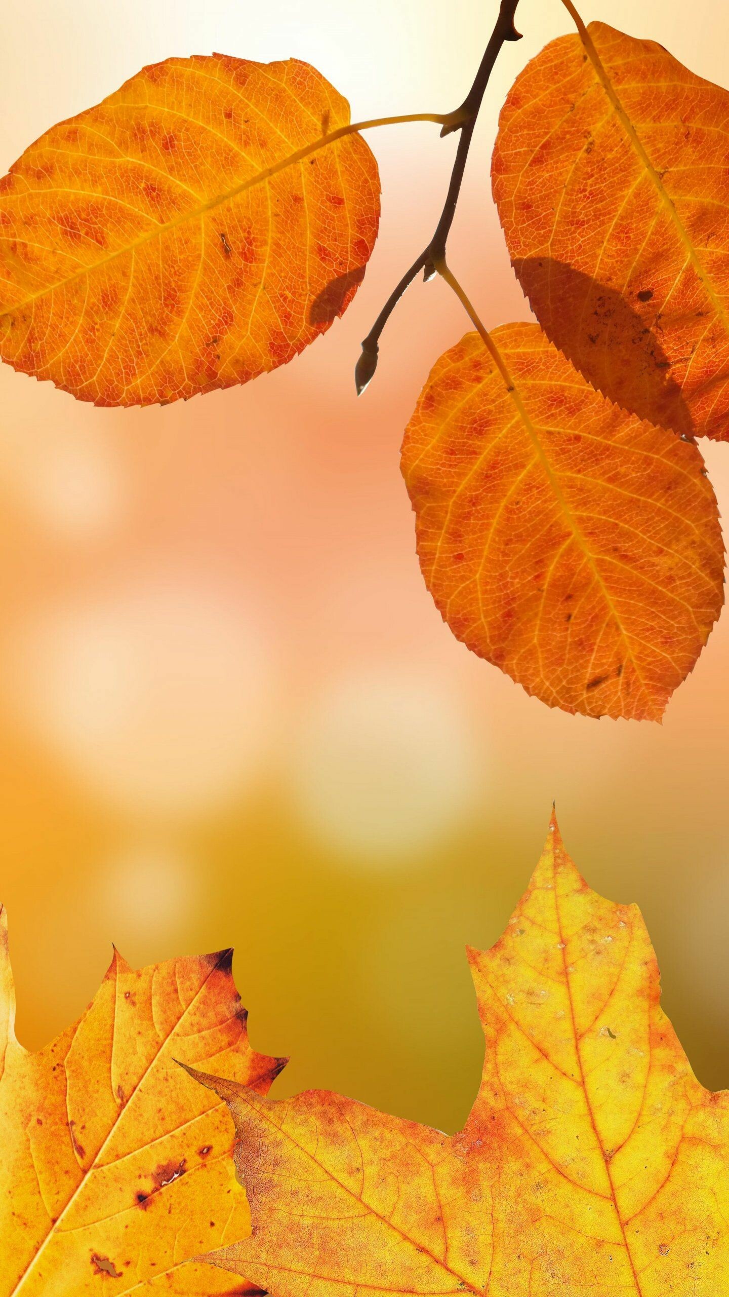 Autumn leaves wallpaper, Mobile and desktop, Nature's tapestry, Fall colors, 1440x2560 HD Phone