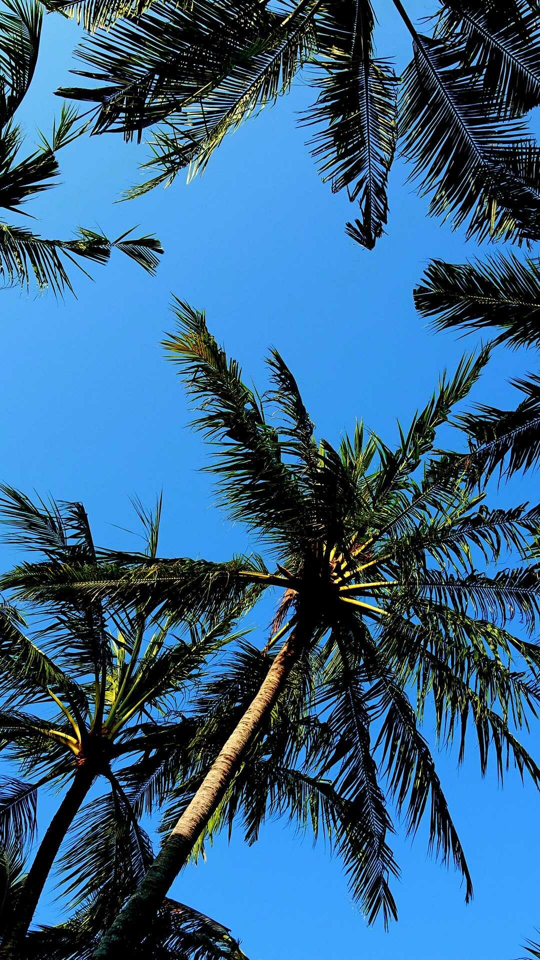 Tropical paradise, Silhouette against sky, Exotic vacation, Relaxing atmosphere, 1080x1920 Full HD Phone