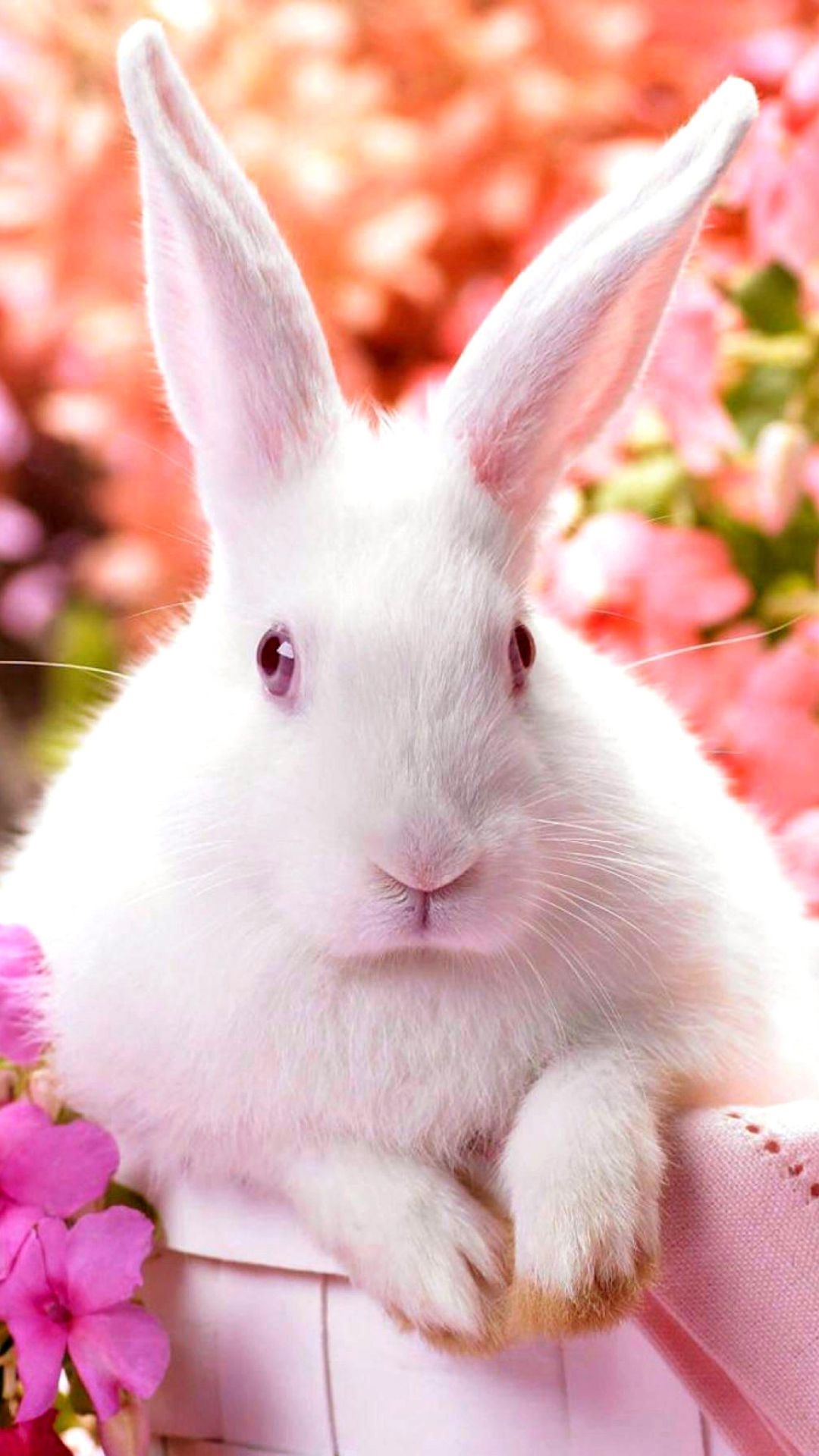 Bunny, Cute bunny iPhone wallpapers, Adorable animals, Bunny backgrounds, 1080x1920 Full HD Phone