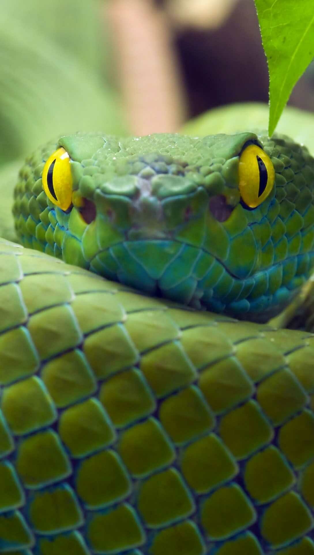 Trimeresurus macrops, Snakes Wallpaper, 1090x1920 HD Phone