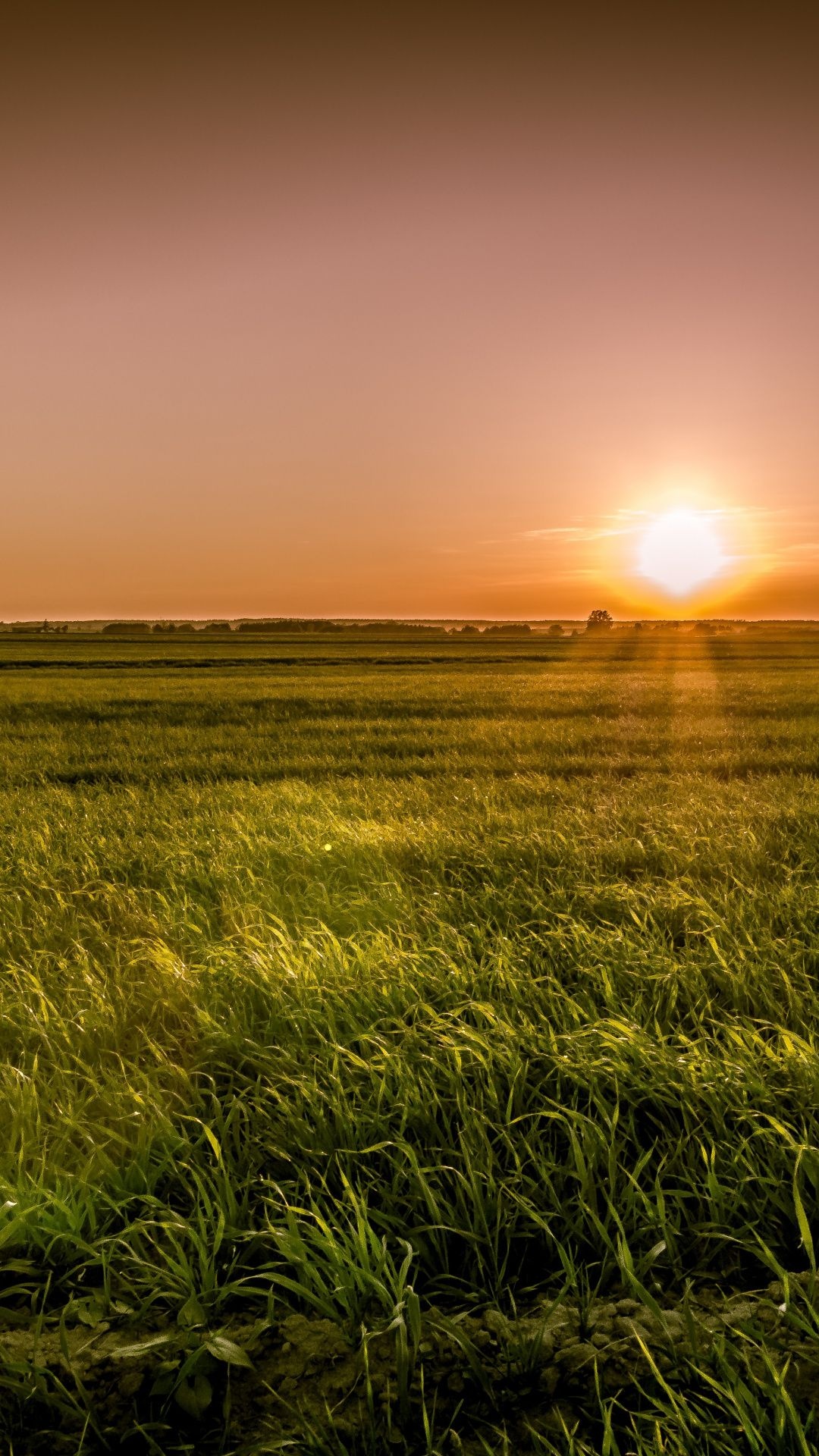 golden sunset over horizon, green grassy field, distant tree line, Full HD Phone wallpaper