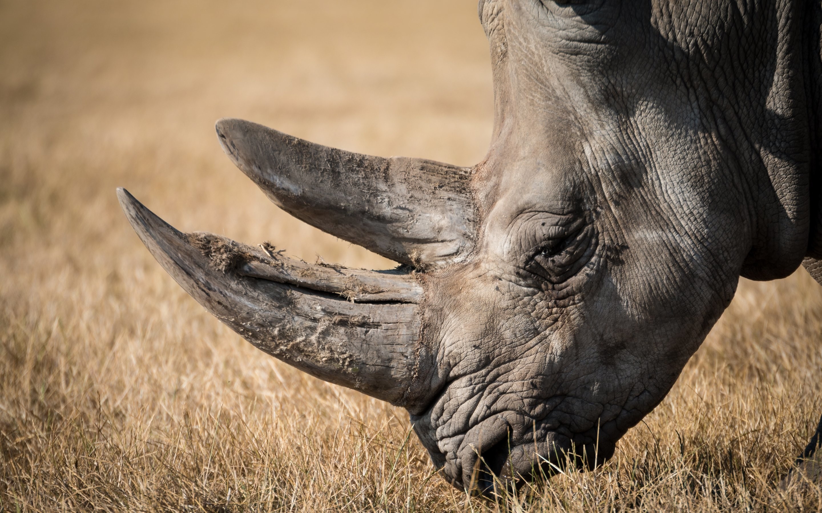 Multiple rhino wallpapers, Diverse rhino images, Rhino picture compilation, Rhino photo selection, 2880x1800 HD Desktop