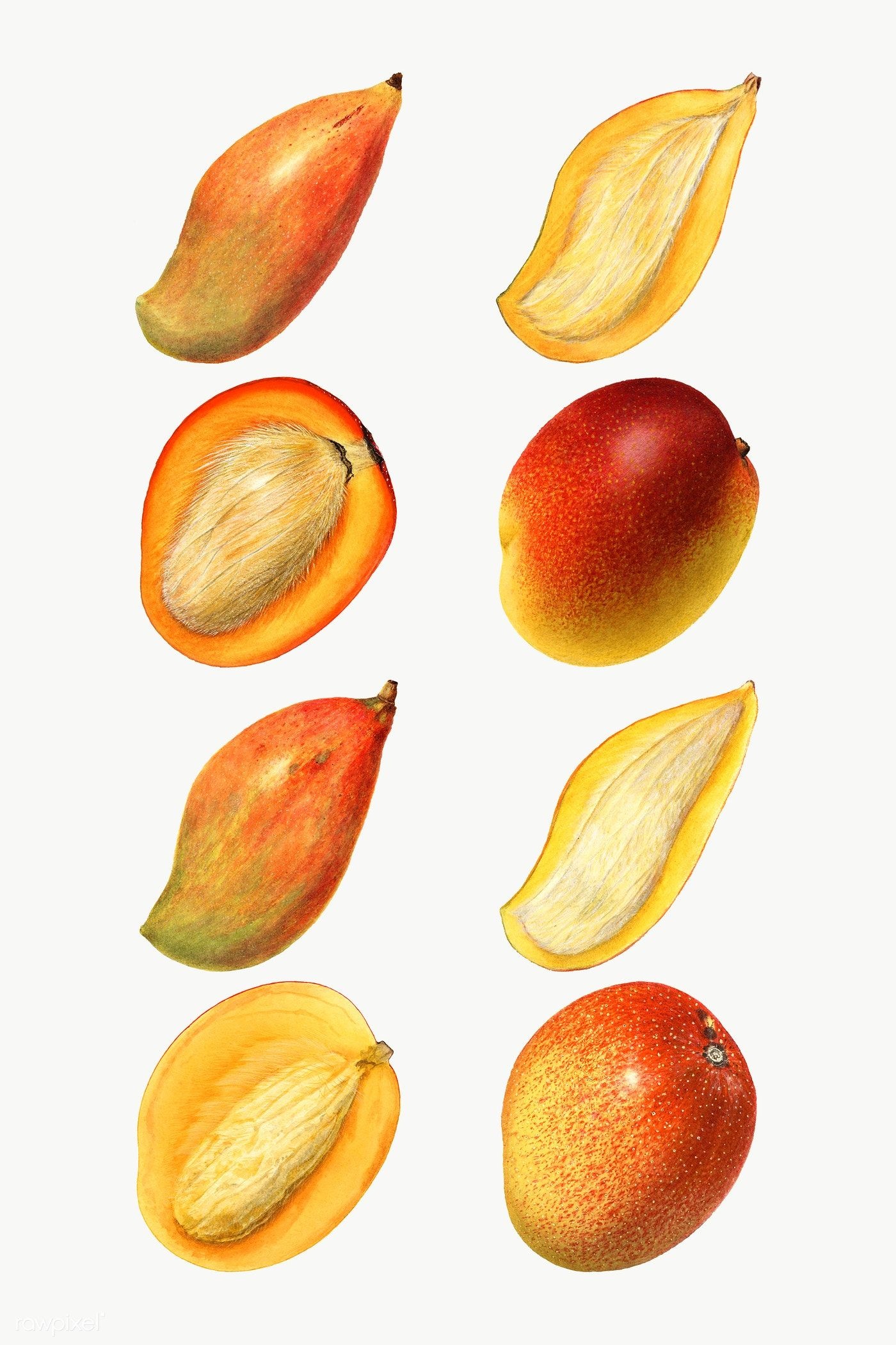 Free vectors of mango, Artistic designs, Creative resources, Versatile applications, 1400x2110 HD Phone