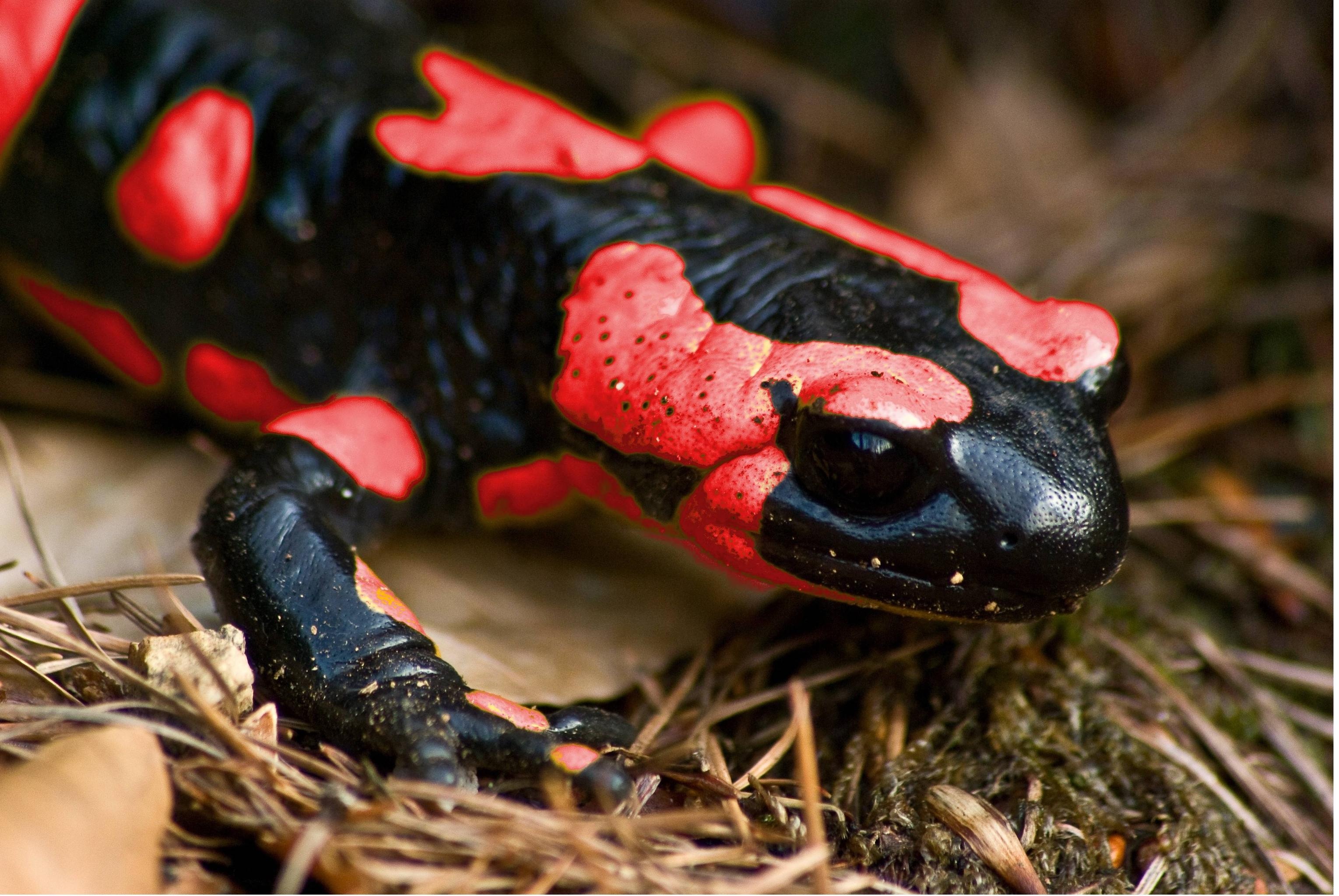 Fire salamander lifestyle, Animal adaptation marvels, Understanding salamander behavior, Nature's secrets, 3060x2050 HD Desktop