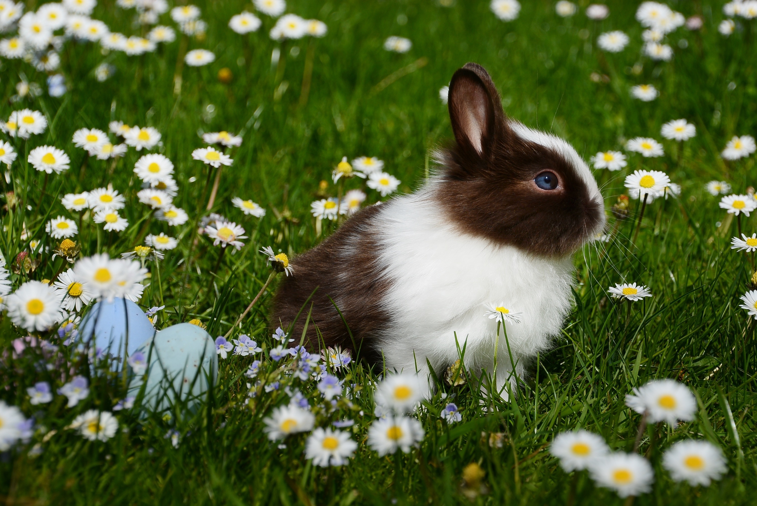 Brown and white bunny, Pastel Easter eggs, Blooming daisy meadow, HD Desktop wallpaper