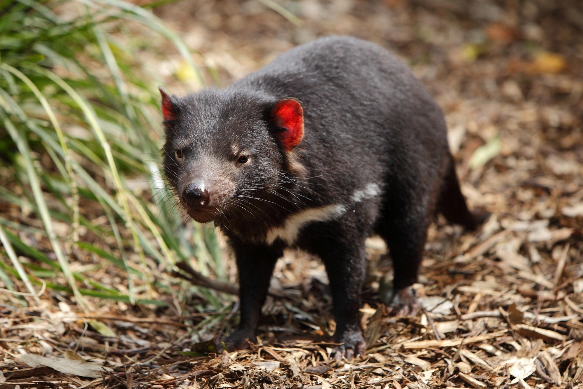 Puzzled scientists, Tasmanian devils, Laws of scavenging, Curious, 2000x1340 HD Desktop