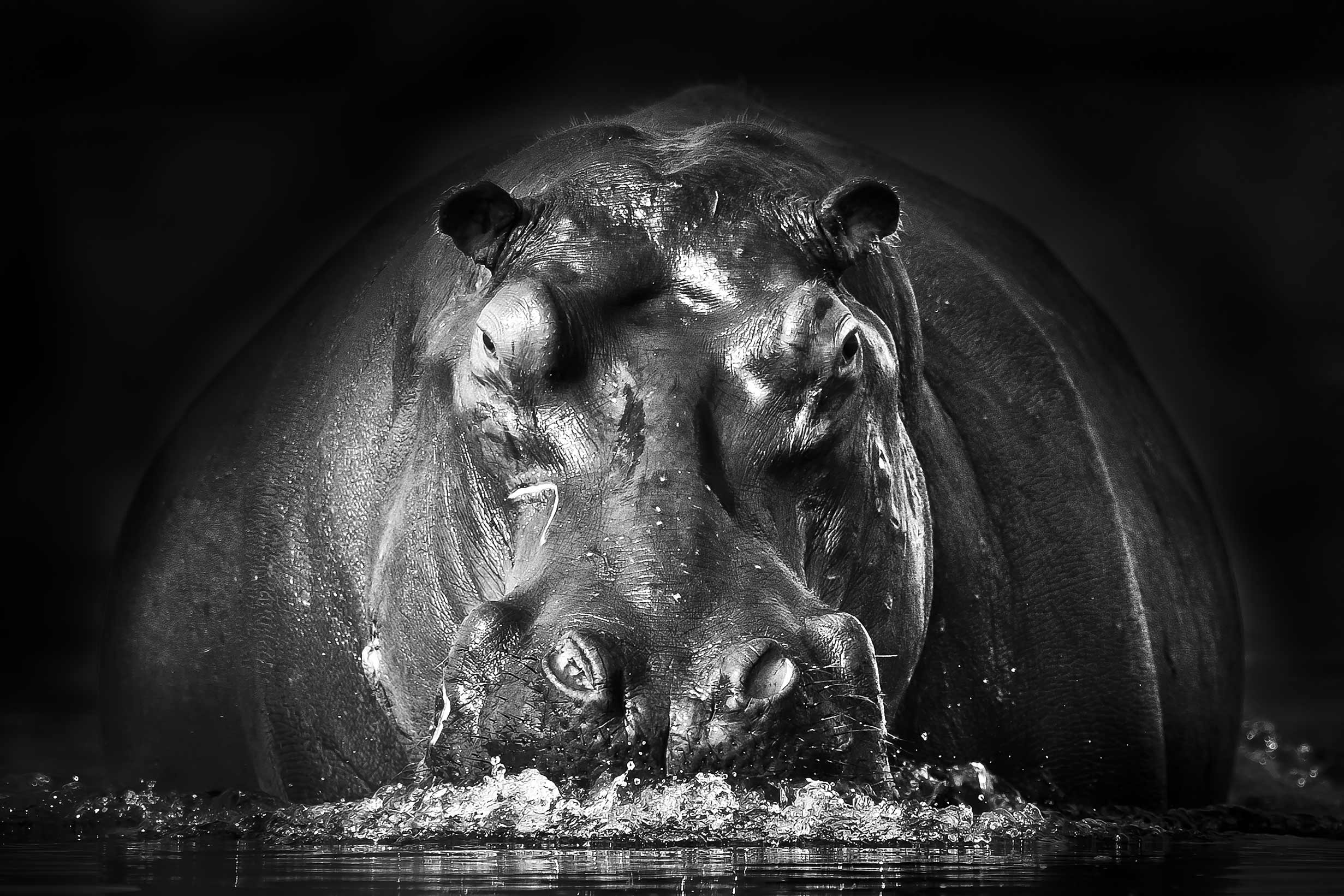 Hippopotamus species, massive herbivore, aquatic habitat, powerful jaws, 2470x1650 HD Desktop