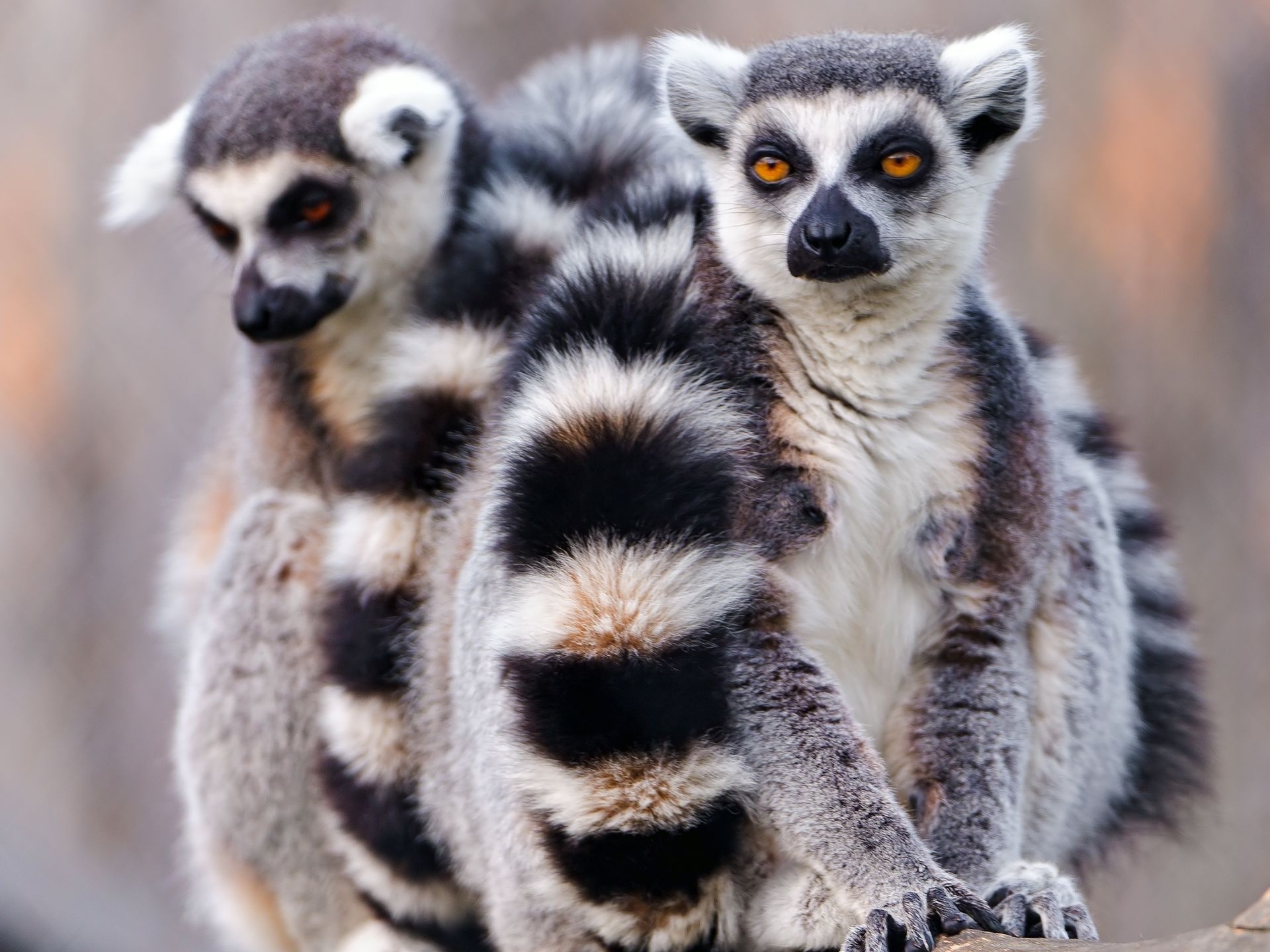 Lemur wallpaper, Wildlife admiration, Ring Tailed Lemur, Natural beauty, 1920x1440 HD Desktop