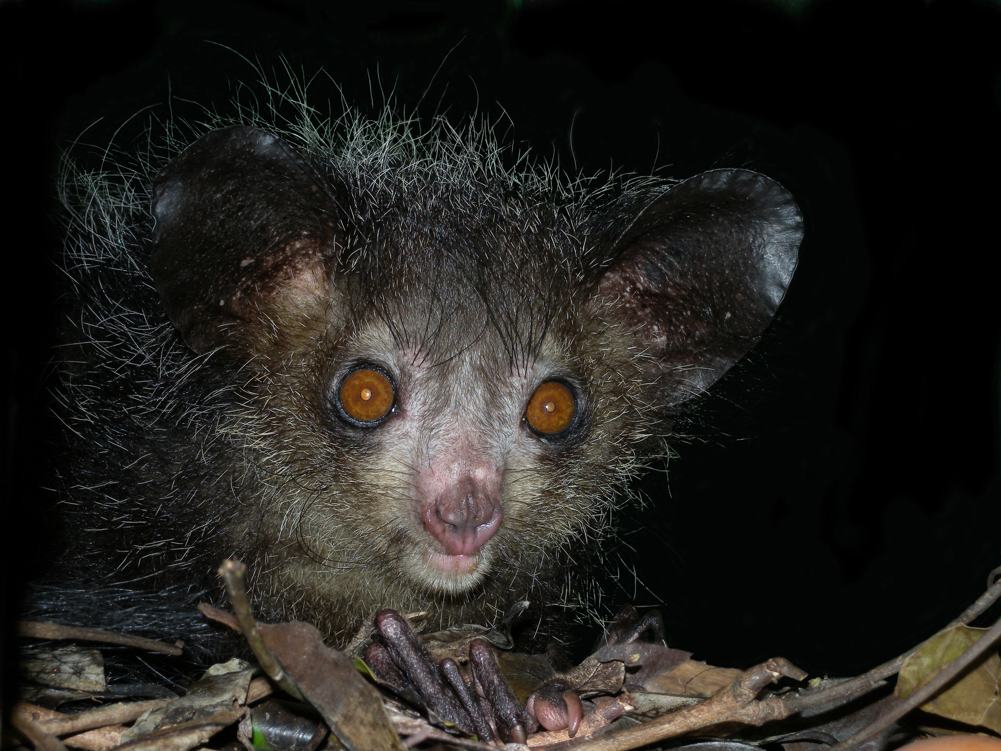 Inaturalist's Aye Aye photos, Close-up nature shots, Wildlife documentation, Biodiversity database, 2050x1540 HD Desktop