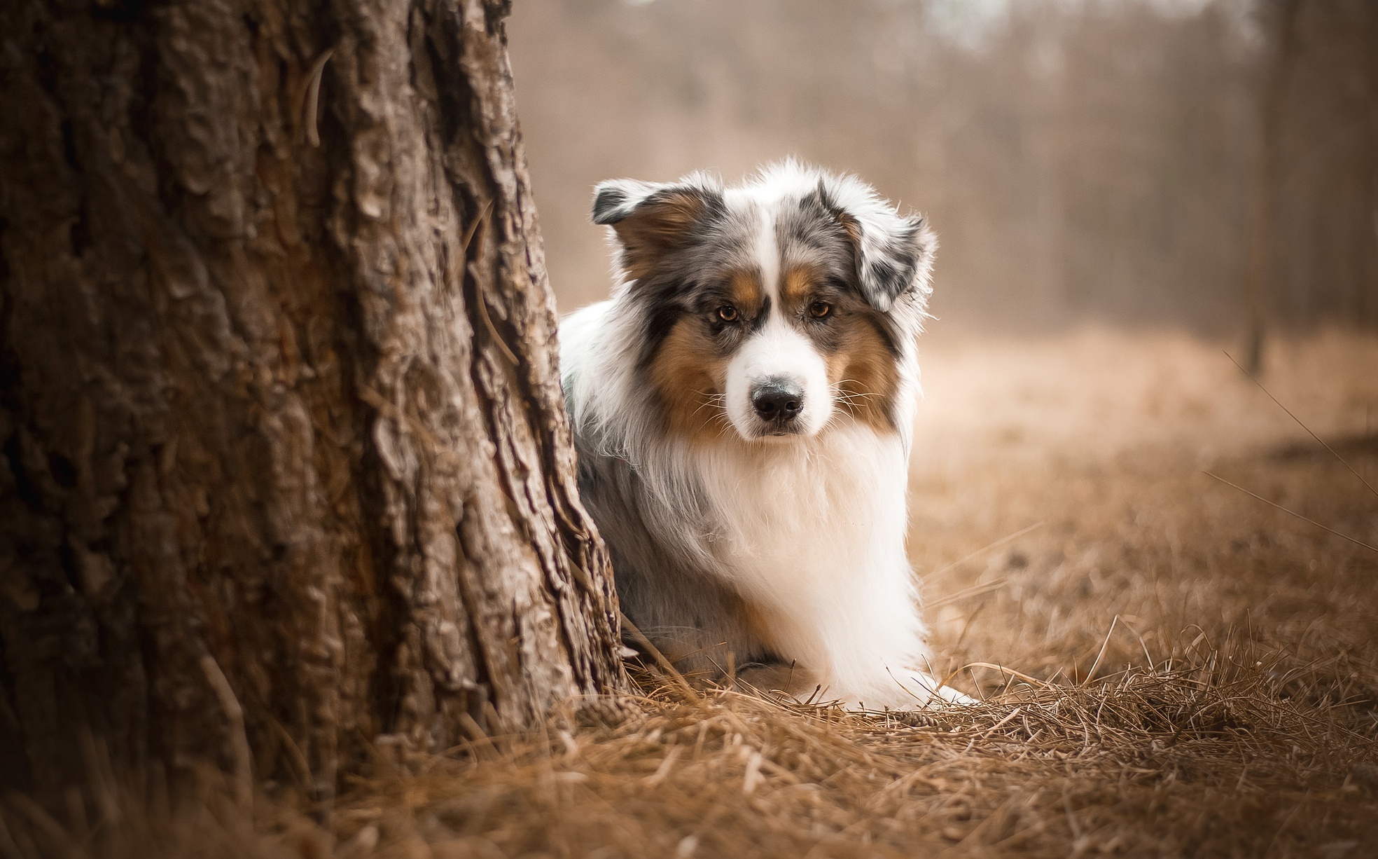 Border Collie, Australian Shepherd, Dogs in 4K, Animals, 1970x1230 HD Desktop