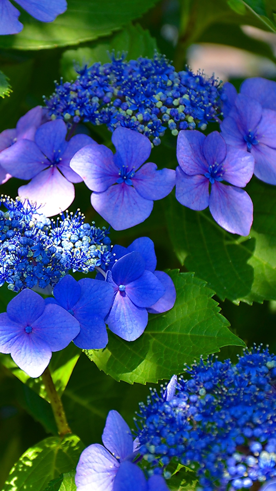 Earth hydrangea, Nature's artistry, Natural beauty, Serene landscapes, 1080x1920 Full HD Phone