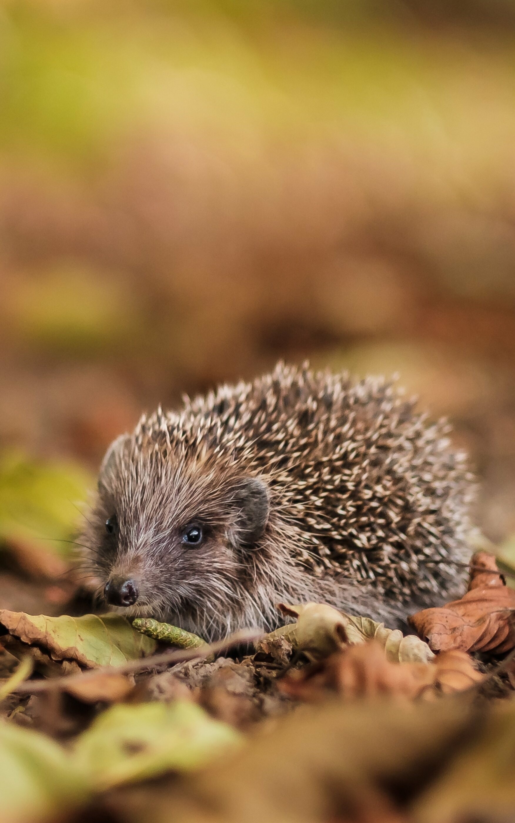 Hedgehog, Small mammal, Adorable creature, Nature's wonder, 1760x2800 HD Phone