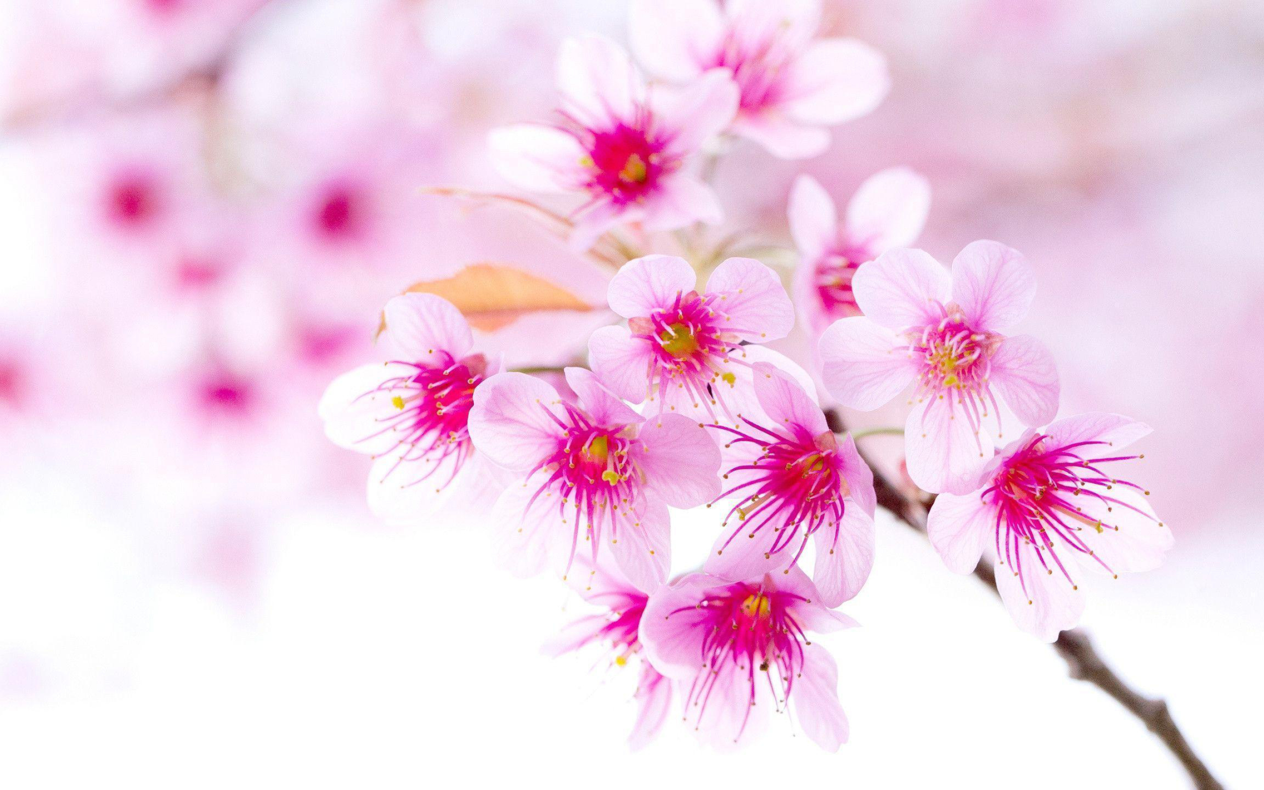 Pink Sakura blossoms, Magenta floral stamens, Soft white background, HD Desktop wallpaper