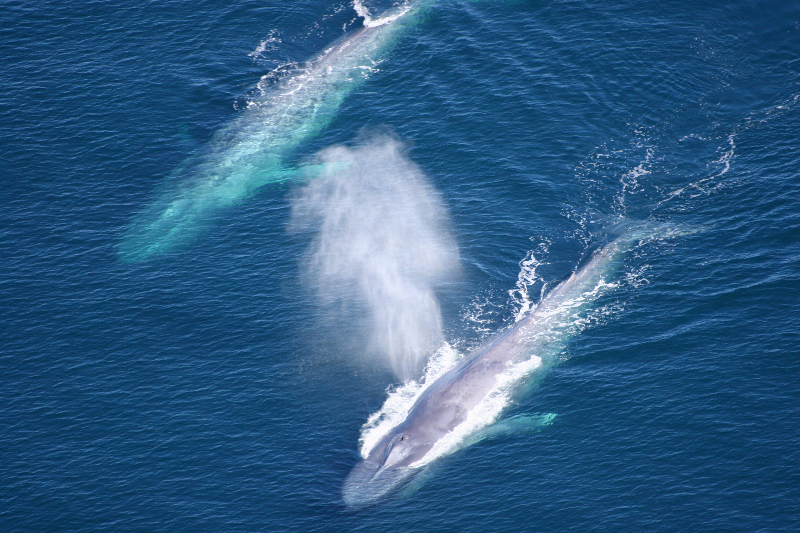 Blue Whale, 4k, Whale, 2700x1800 HD Desktop