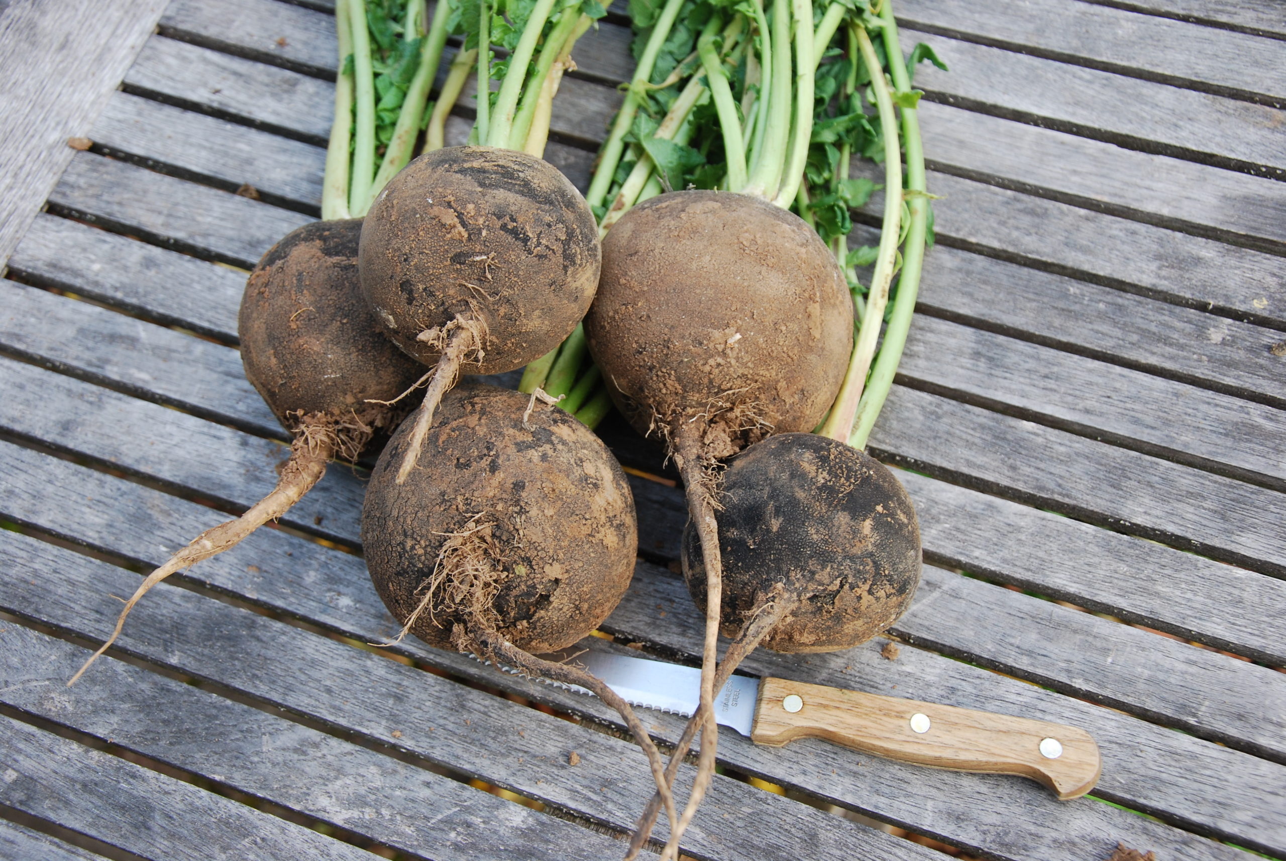 Radish runder schwarzer winter, Culinaris saatgut, Food, 2560x1720 HD Desktop