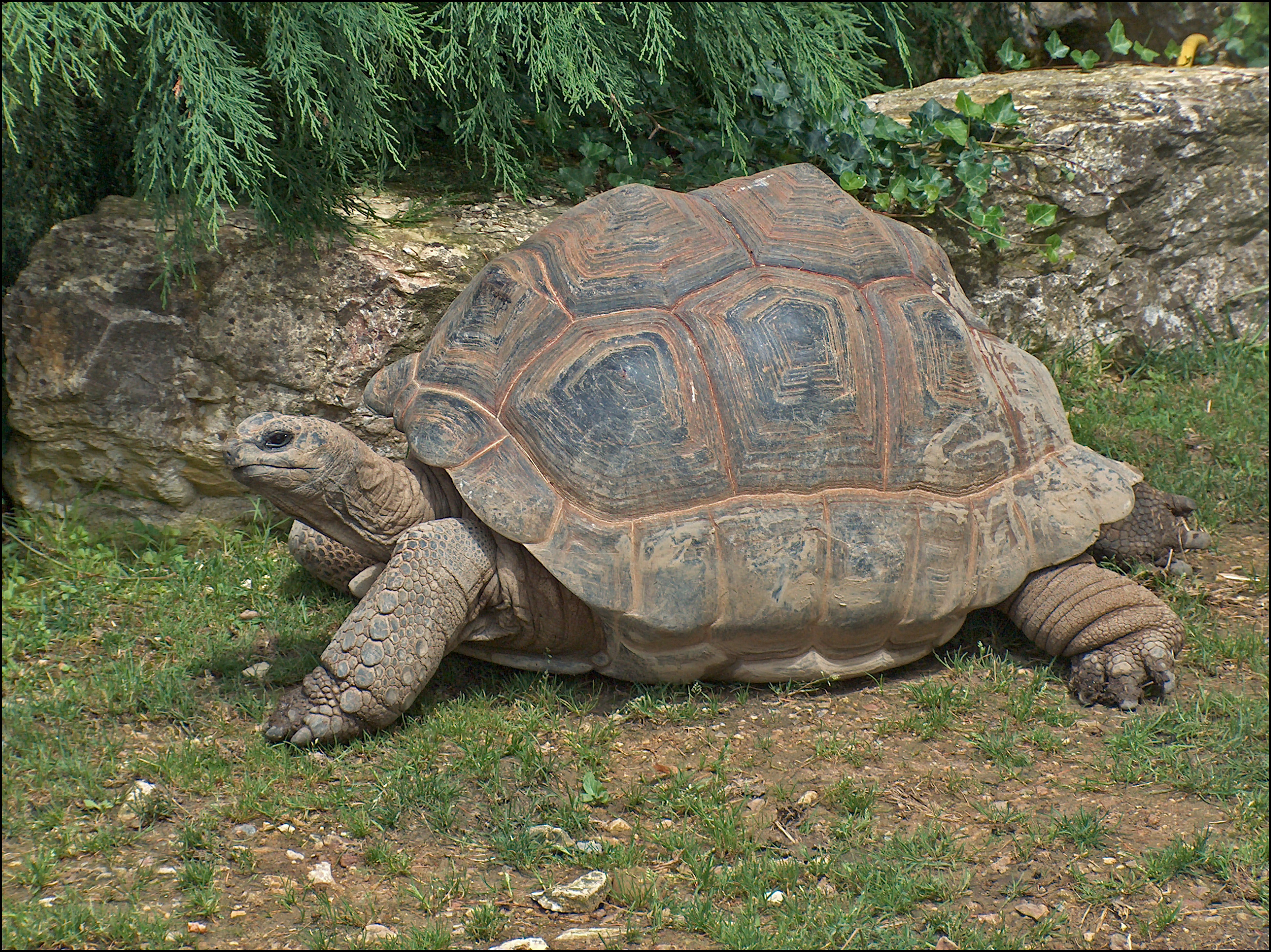 Beauval Zoo, Aldabra Giant Tortoise Wallpaper, 2620x1960 HD Desktop