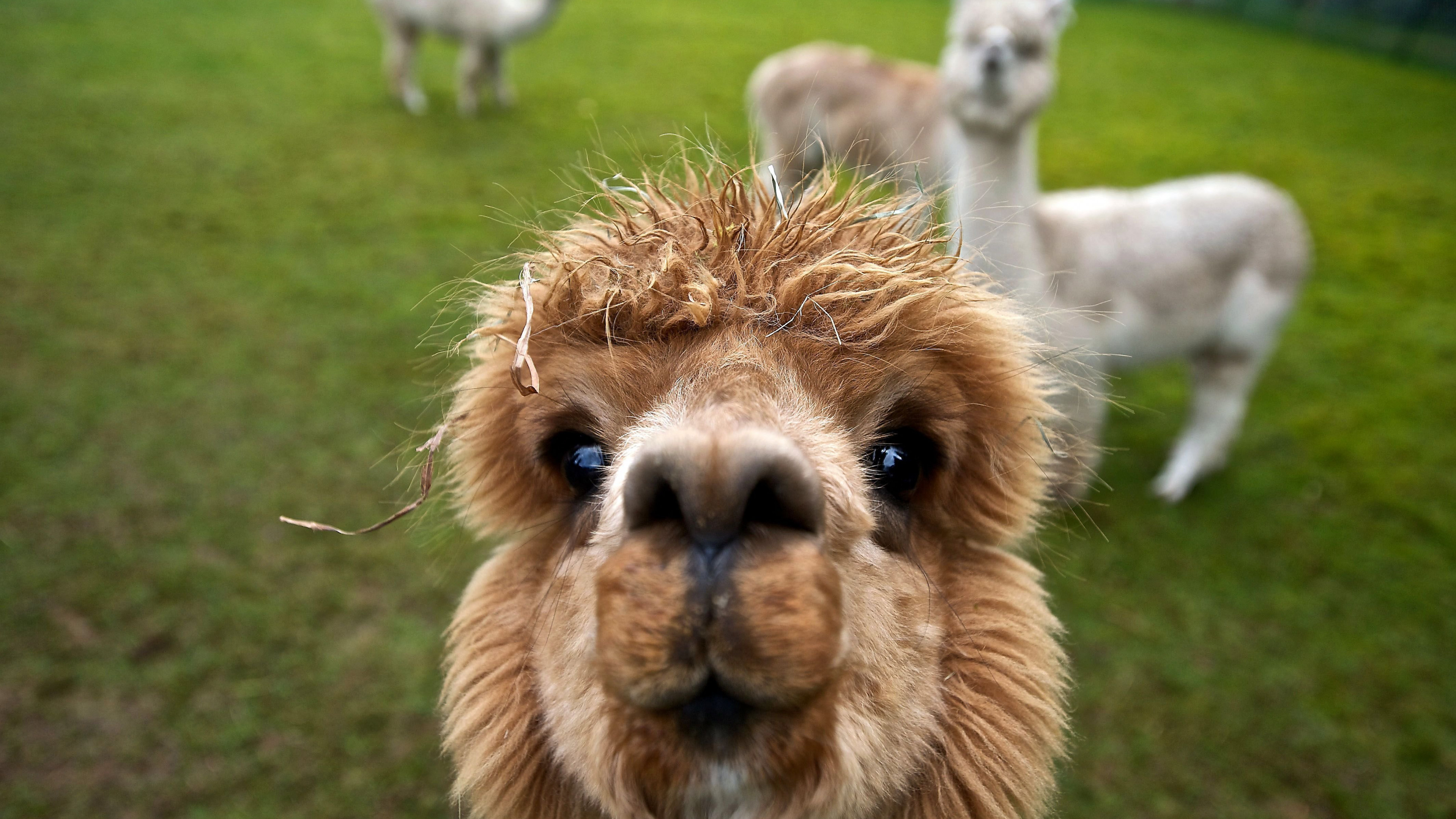 Elegant alpaca, Subtle beauty, Beautiful artwork, 73573, 3840x2160 4K Desktop