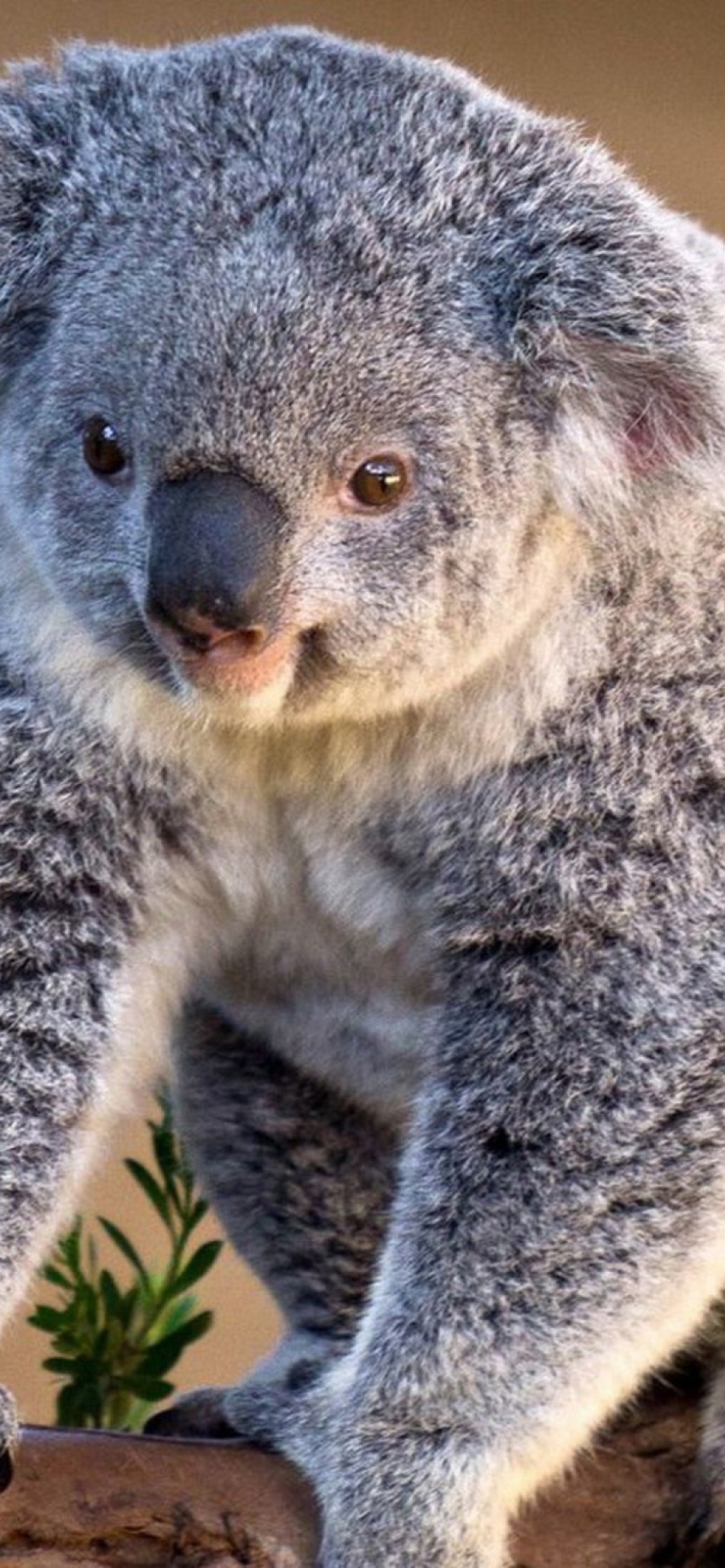 Koala bear, Koala wallpaper, iPhone 11, Bear, 1170x2540 HD Phone