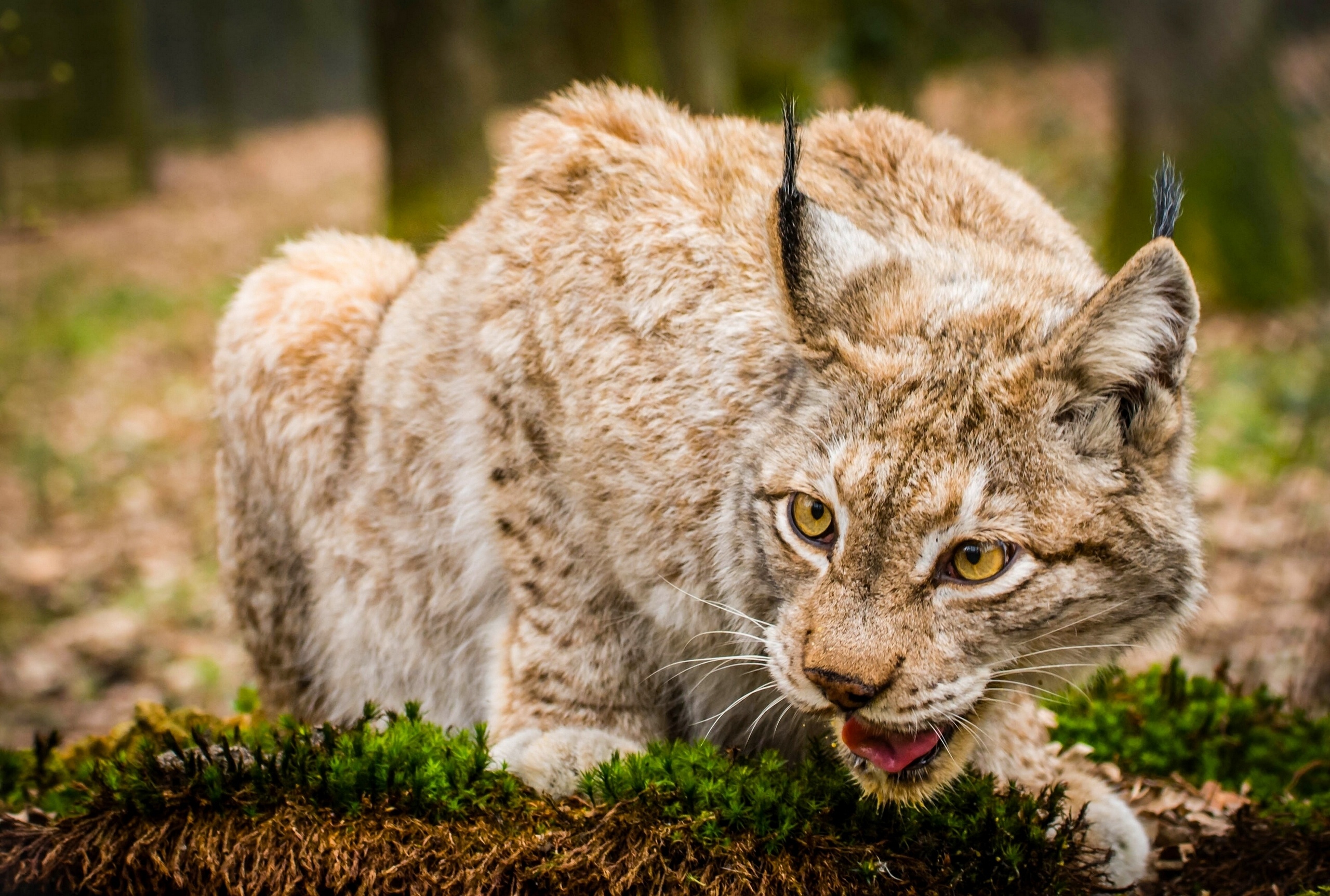 Download lynx, Image resource, Convenient access, Save for later, 2560x1730 HD Desktop