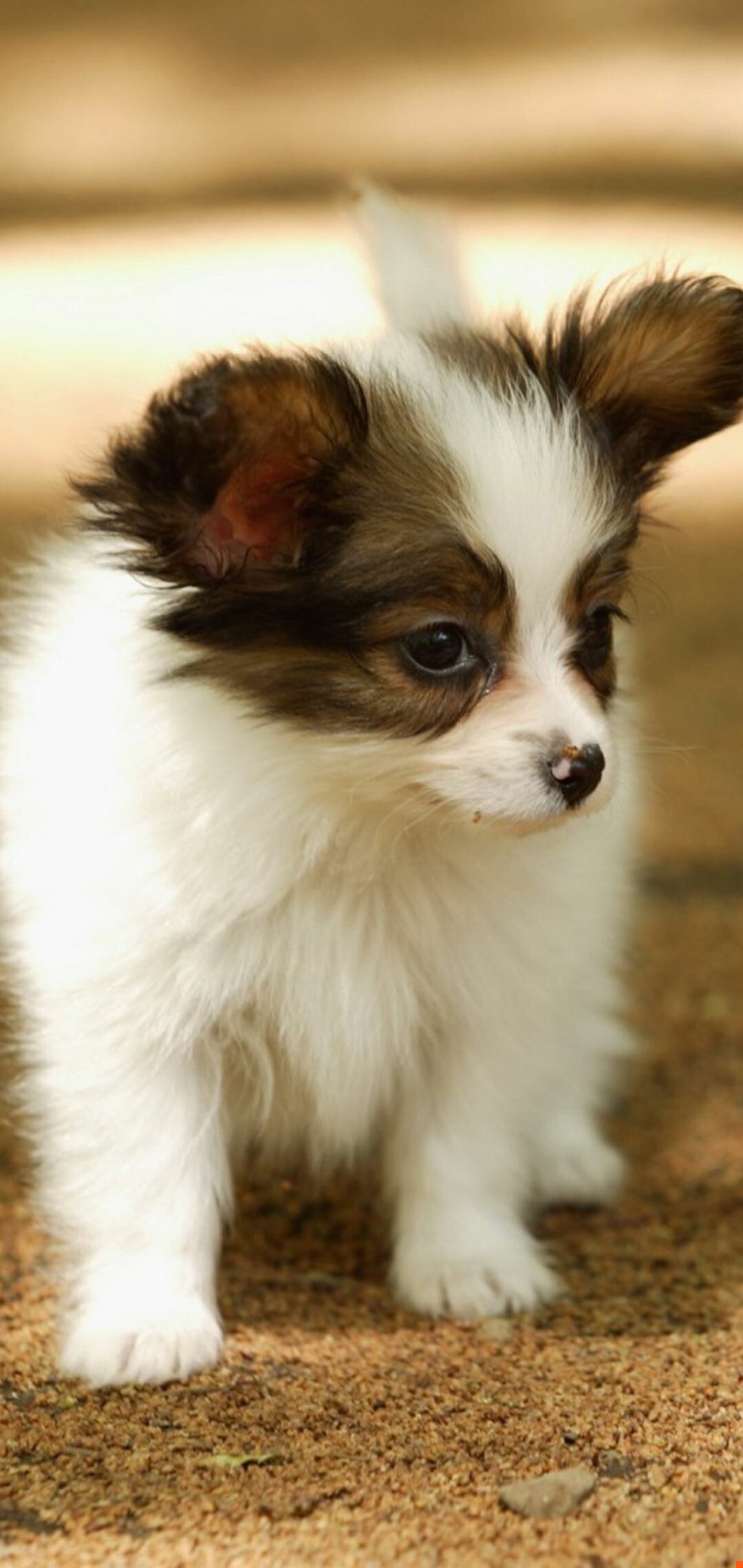 Papillon Dog, Pet wallpapers, HD 4k, 1080x2280 HD Phone
