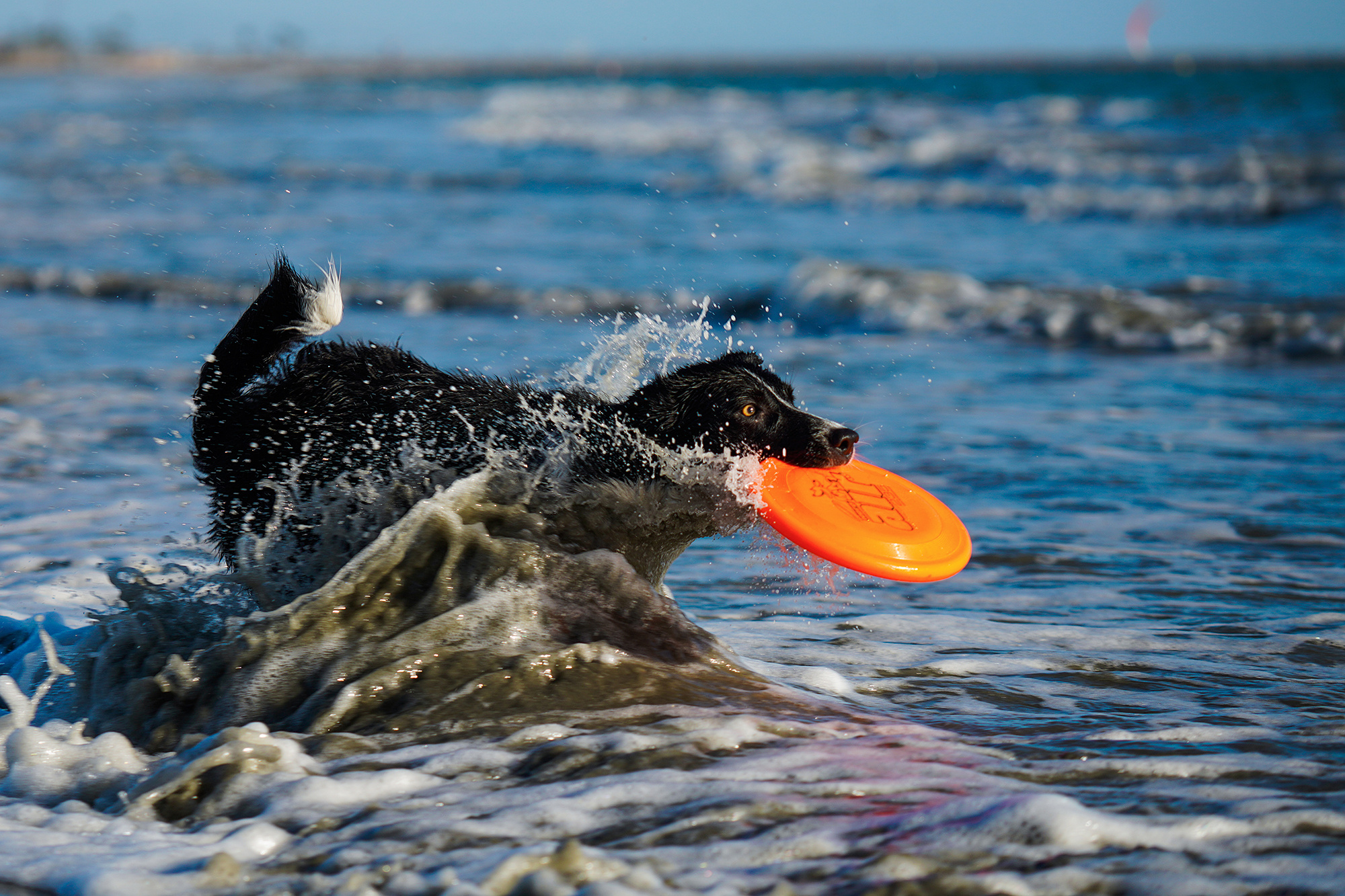 Flying disc sports, Disc dog photography, Beach shoot, Sigma lens, 2000x1340 HD Desktop