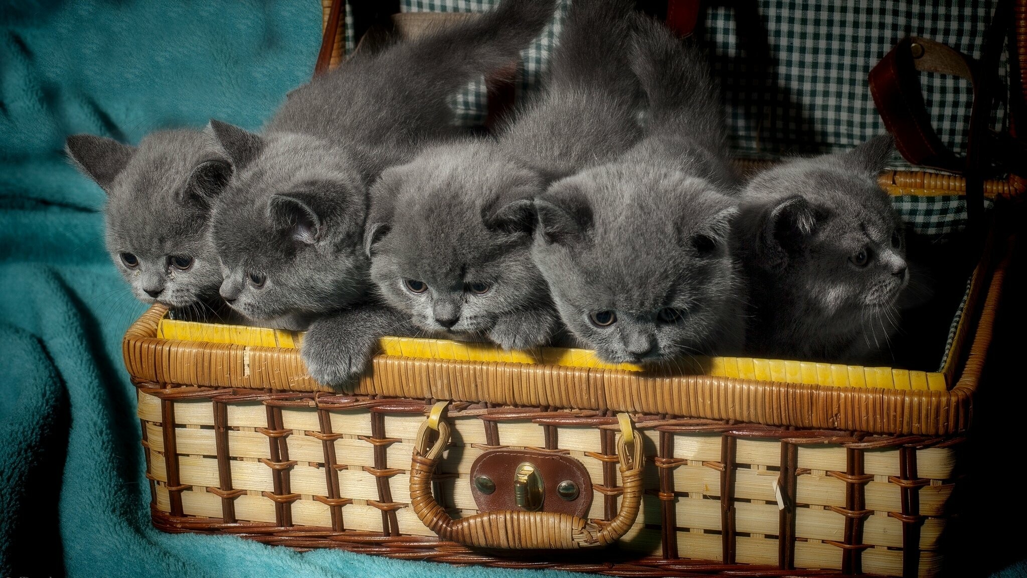 Basket of kittens, British Shorthair Wallpaper, 2050x1160 HD Desktop