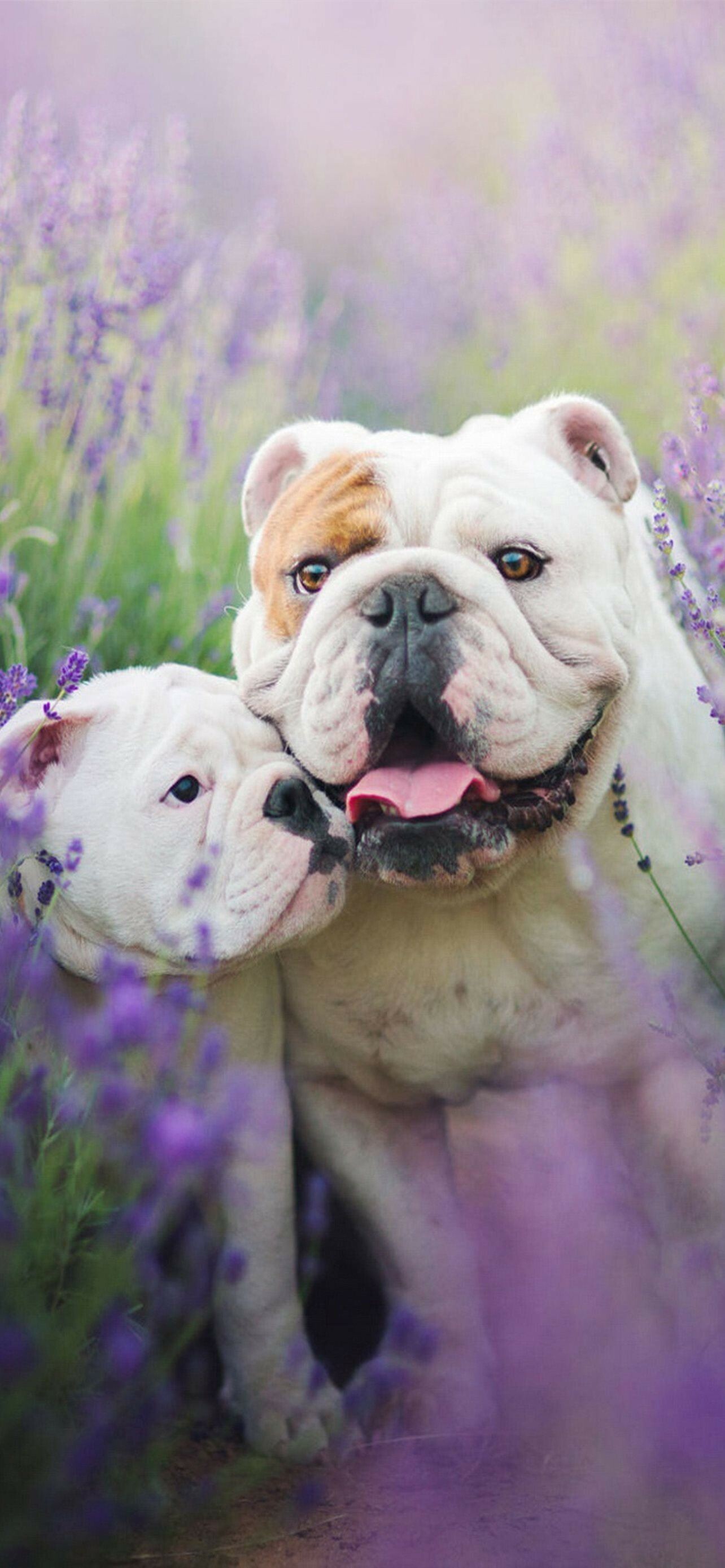 Mother and baby, Bulldog Wallpaper, 1290x2780 HD Phone