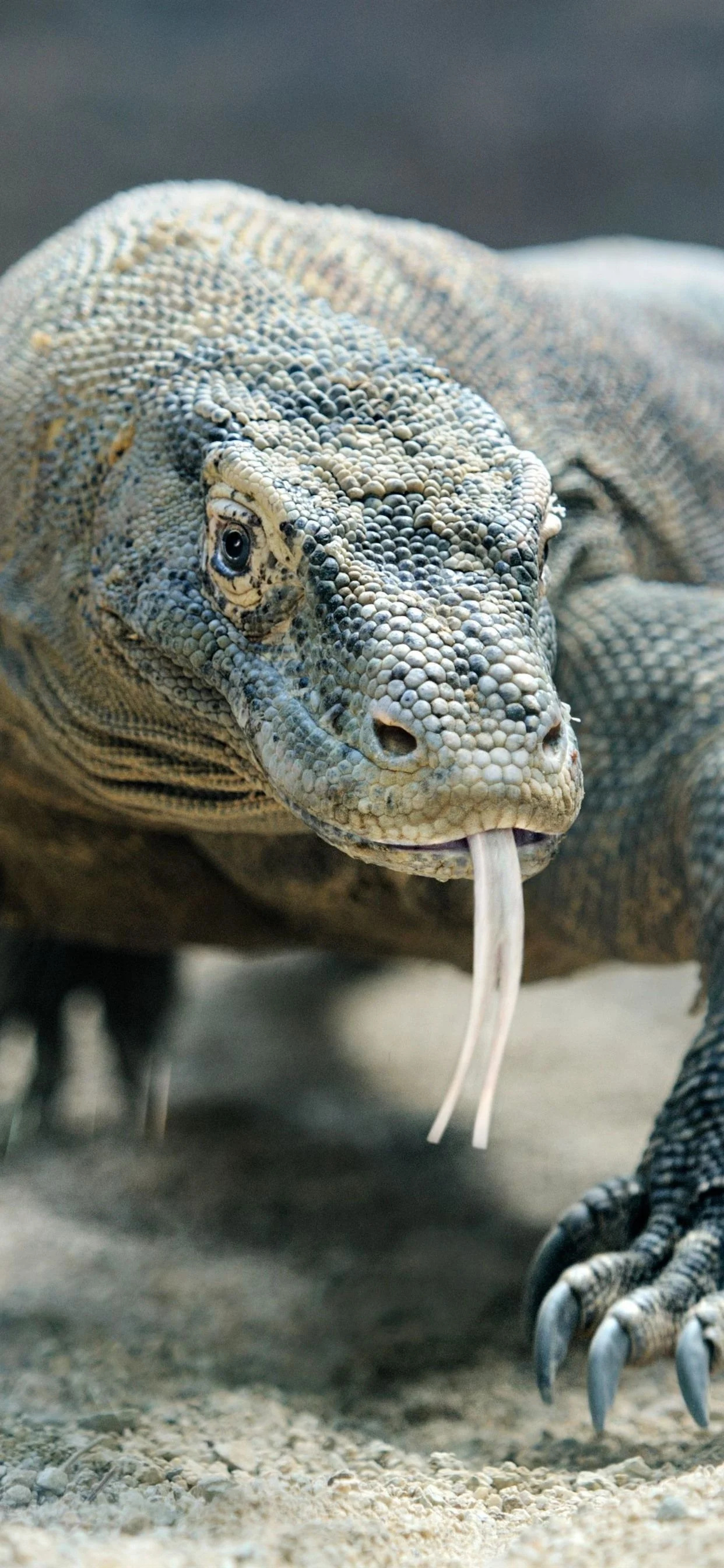 Komodo Island, Travels, Komodo dragons, Indonesian paradise, 1250x2690 HD Phone