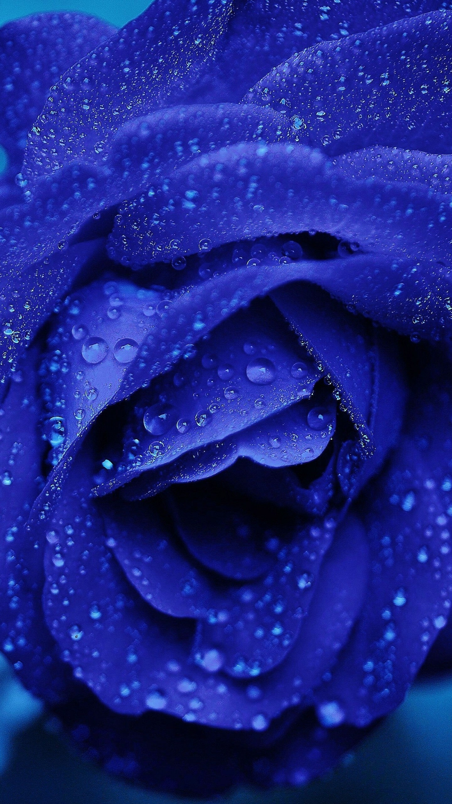 Blue rose, Unique charm, Striking hue, Rare beauty, 1440x2560 HD Phone