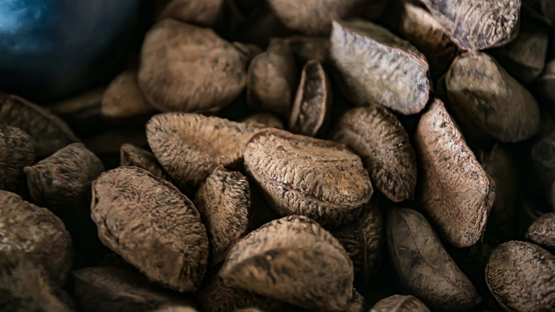 Sustainable nut harvesting, Brazilian Amazon's bounty, Nature's gift, Ethical sourcing, 1920x1080 Full HD Desktop