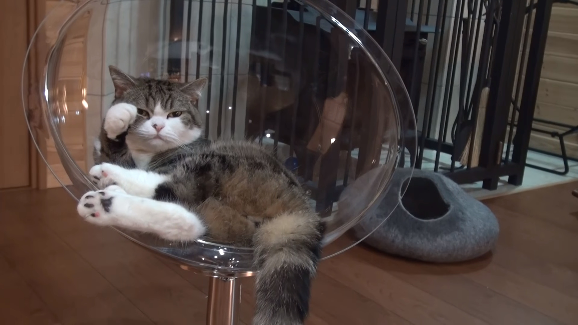 Maru the cat, Clear cat bed, Playful feline, Adorable cat, 1920x1080 Full HD Desktop