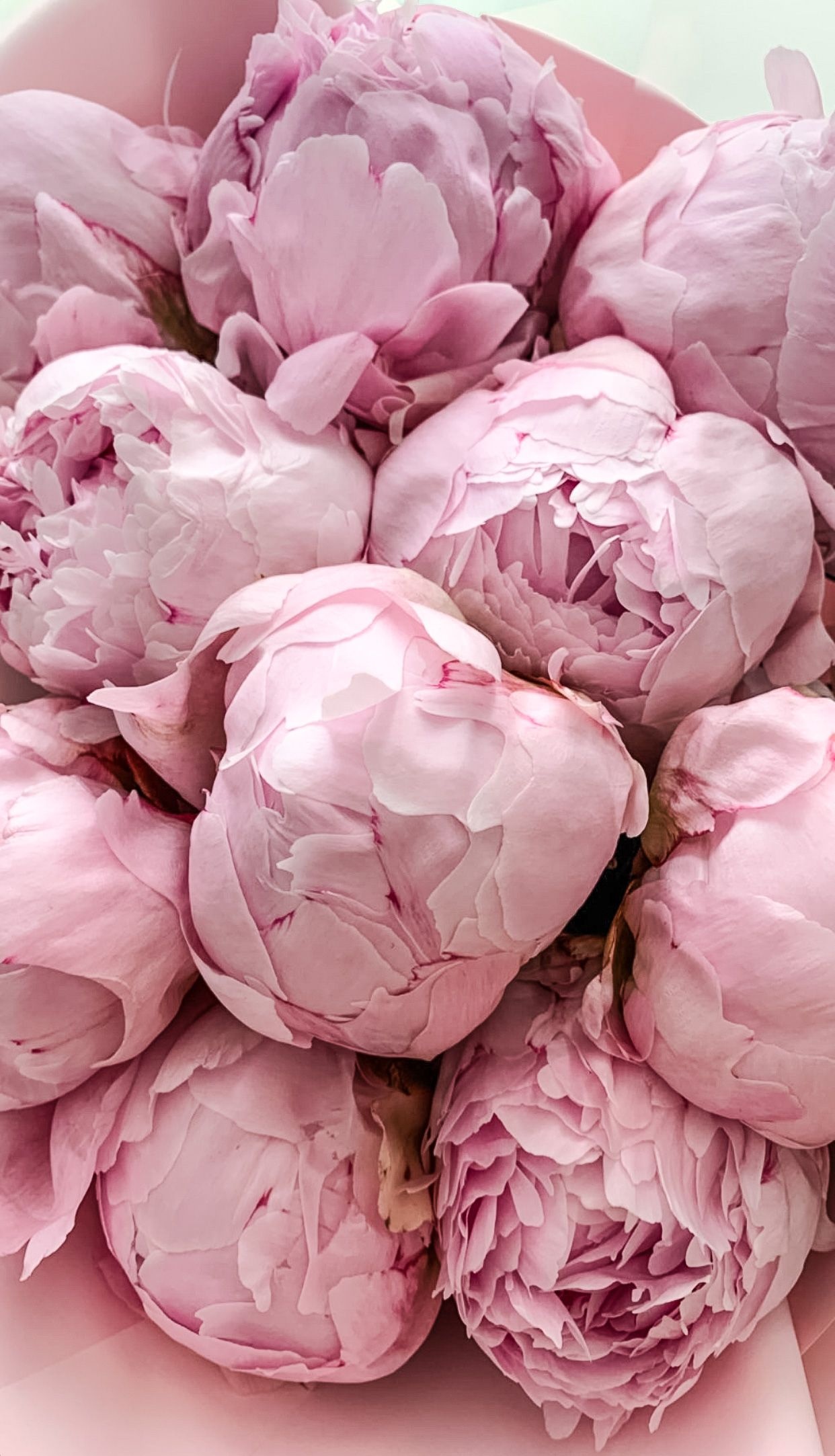 Pink peony blooms, Tight rounded buds, Pale pink flower box, HD Phone wallpaper