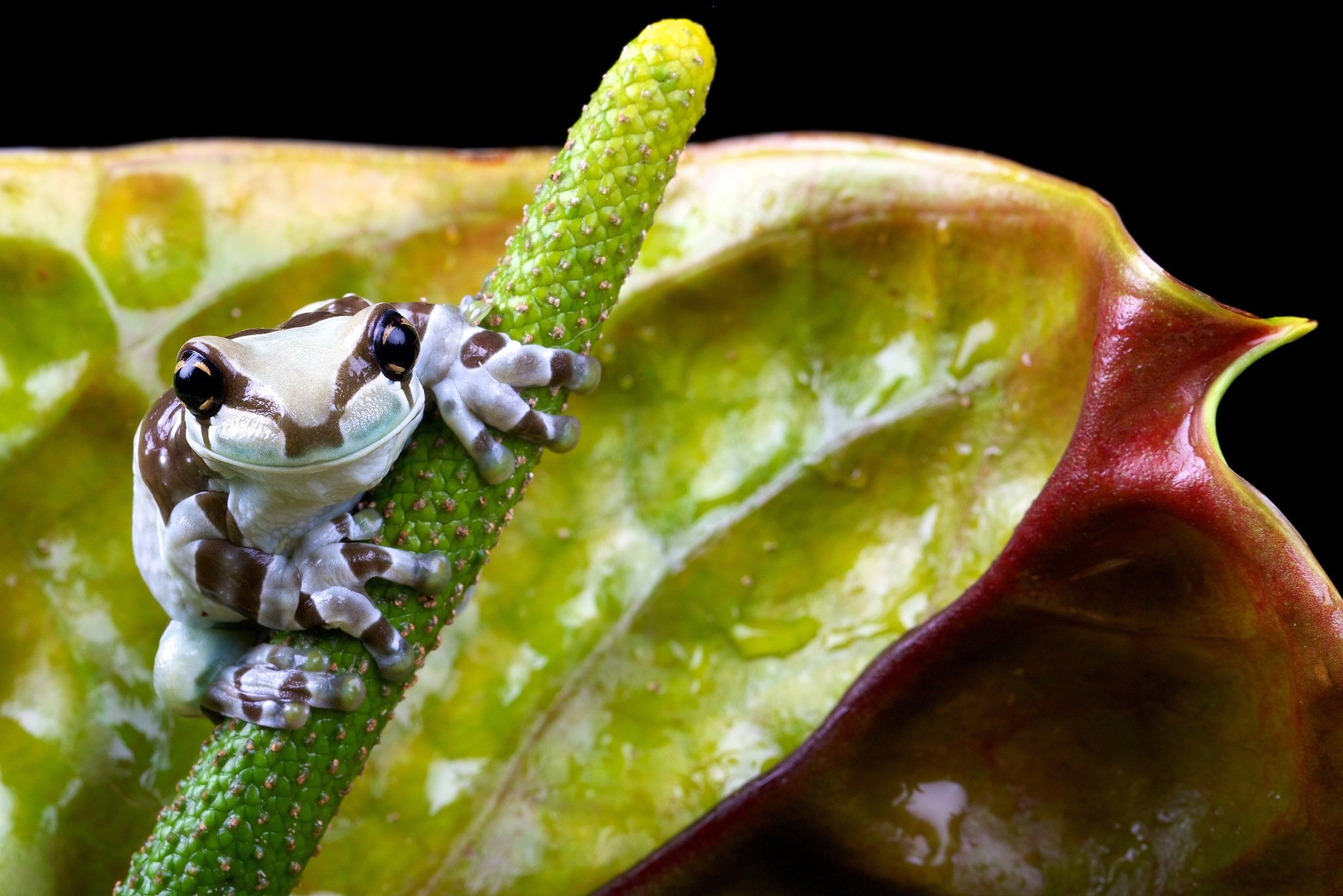 Frog flower nature wallpapers, Harmonious blend, Nature's artistry, Botanical wonder, 2050x1370 HD Desktop