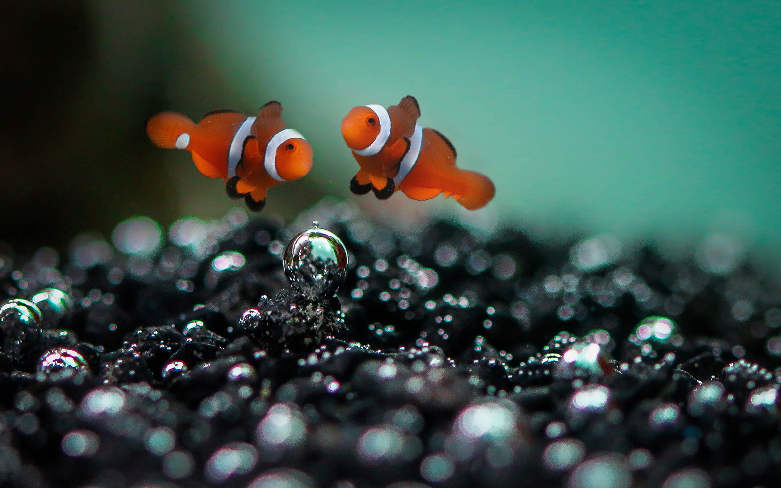 Various clownfish, HD wallpapers collection, Stunning marine beauty, Underwater wonder, 2560x1600 HD Desktop