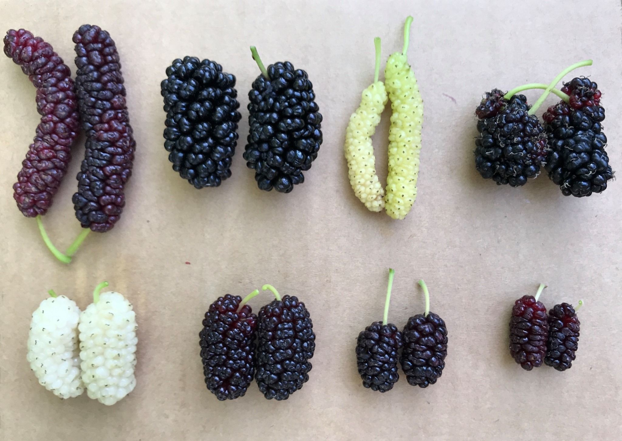 Mulberry varieties, Indigenous flavors, Australian greens, Fruit recipes, 2050x1460 HD Desktop