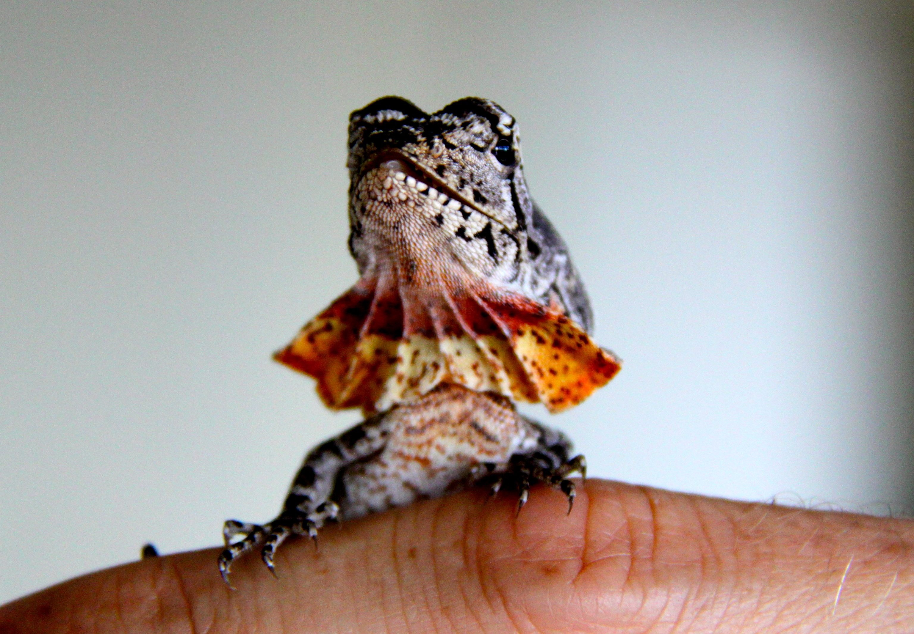 Baby frilled neck lizard, Reptilian cuteness, Adorable reptiles, Baby reptiles, 3080x2140 HD Desktop