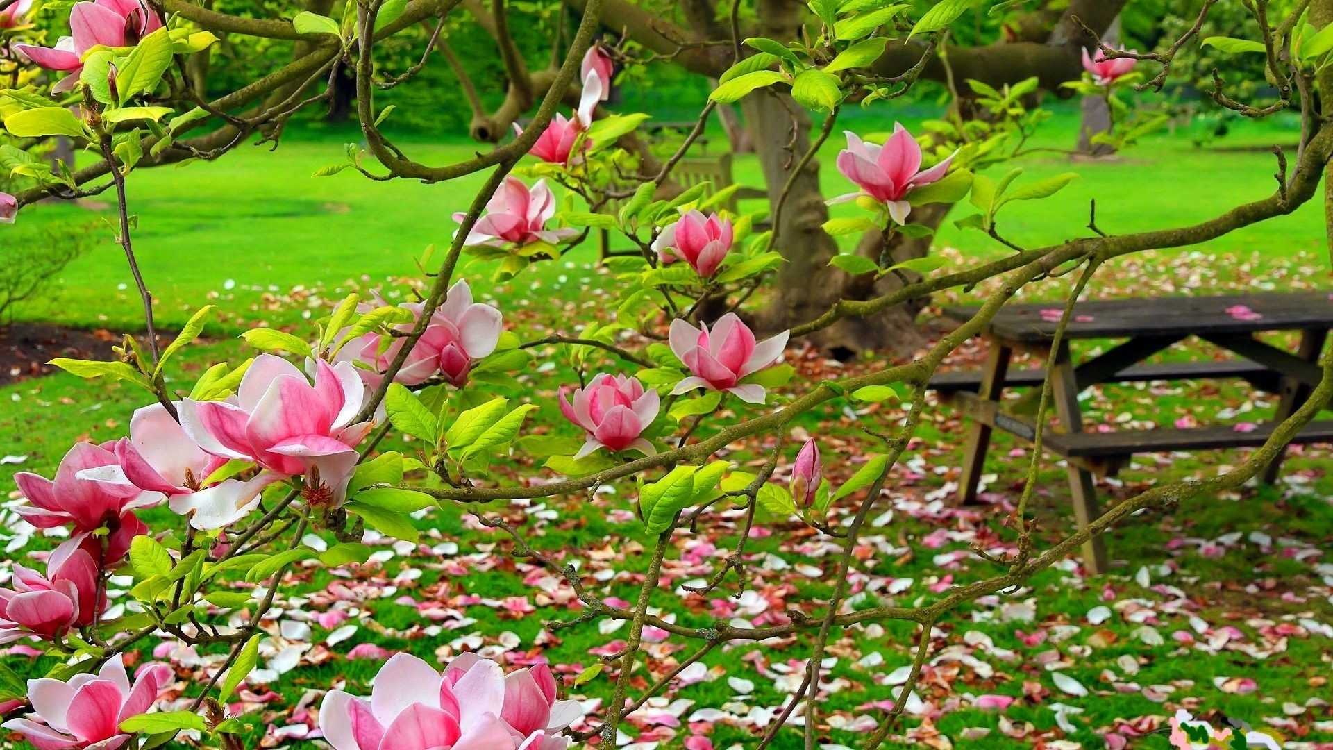Magnolia desktop wallpaper, Vobss, 1920x1080 Full HD Desktop
