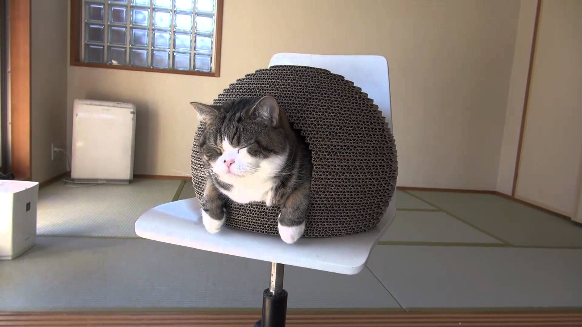 Cat house, Maru (Cat) Wallpaper, 1920x1080 Full HD Desktop