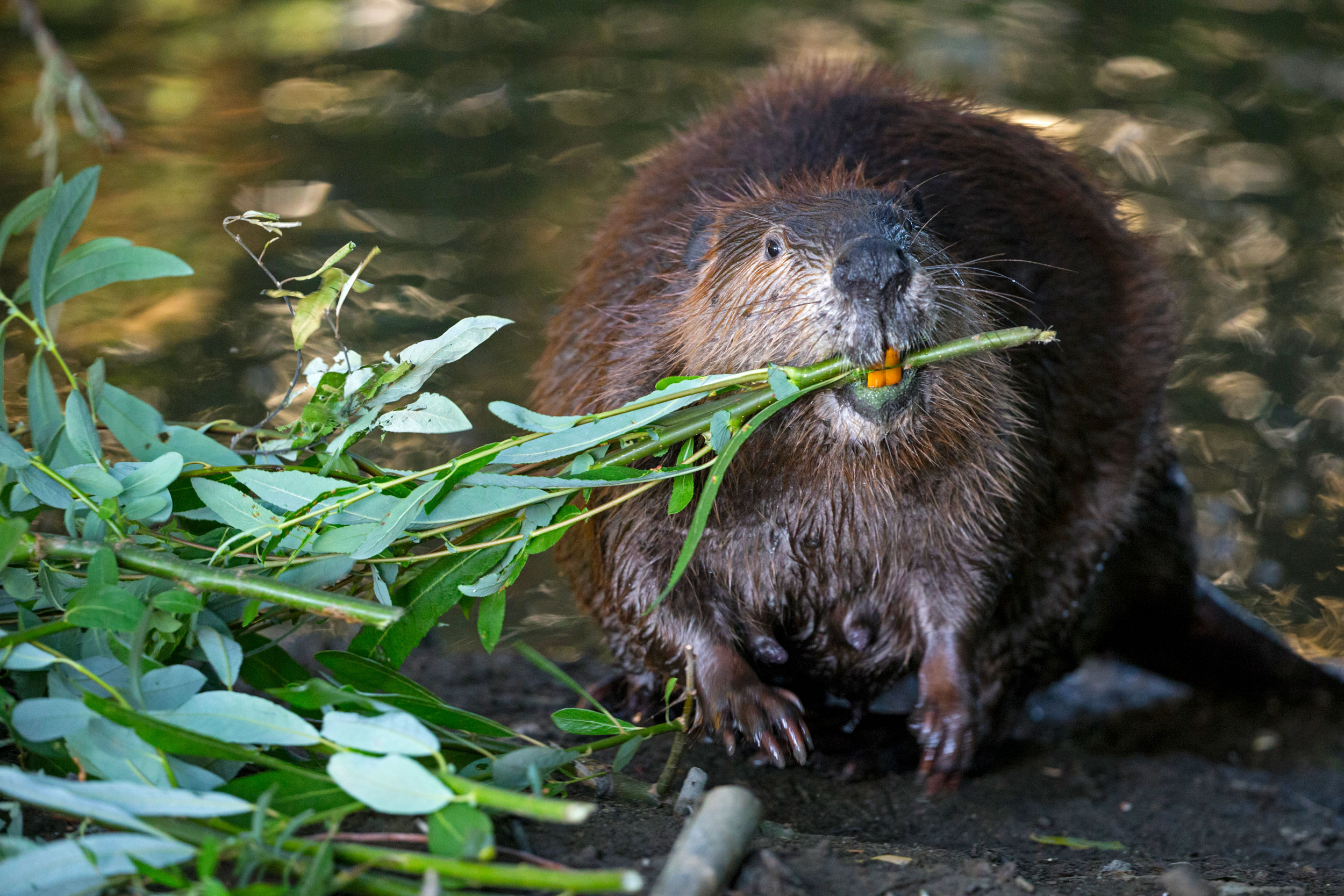 Saltwater beavers, Environmental impact, Ecosystem balance, Coastal habitat, 2500x1670 HD Desktop