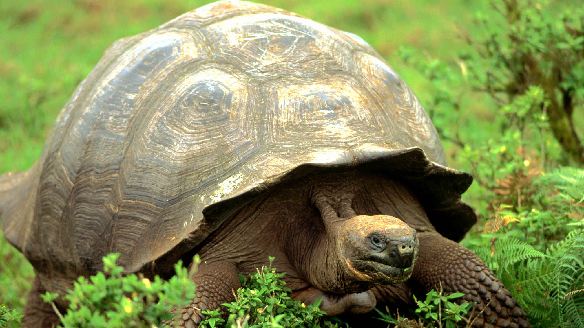 Factors of longevity, Tortoise life secrets, Aging gracefully, Natural wonders, 2020x1140 HD Desktop