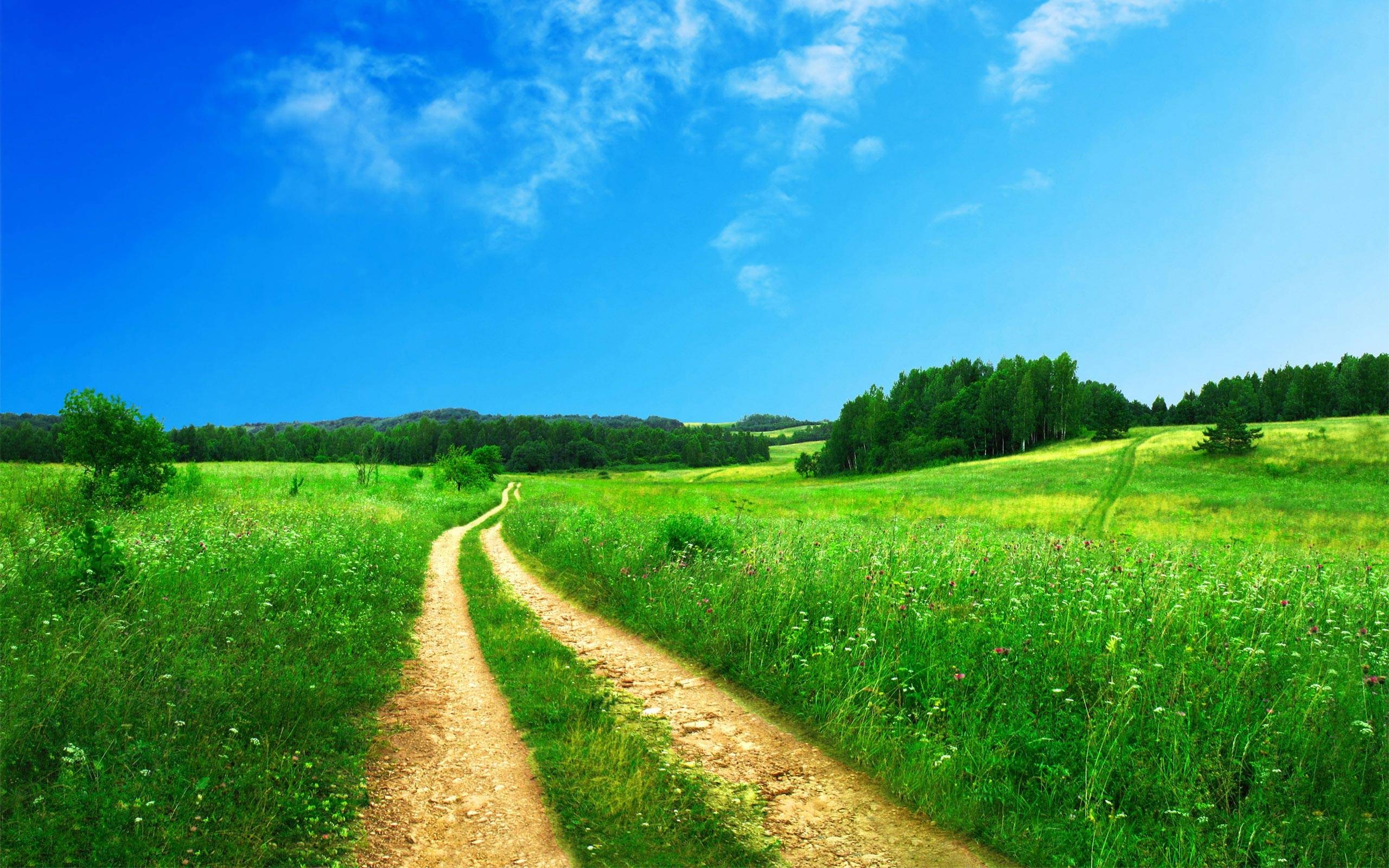 winding dirt path, lush wildflower meadow, bright blue summer sky, HD Desktop wallpaper