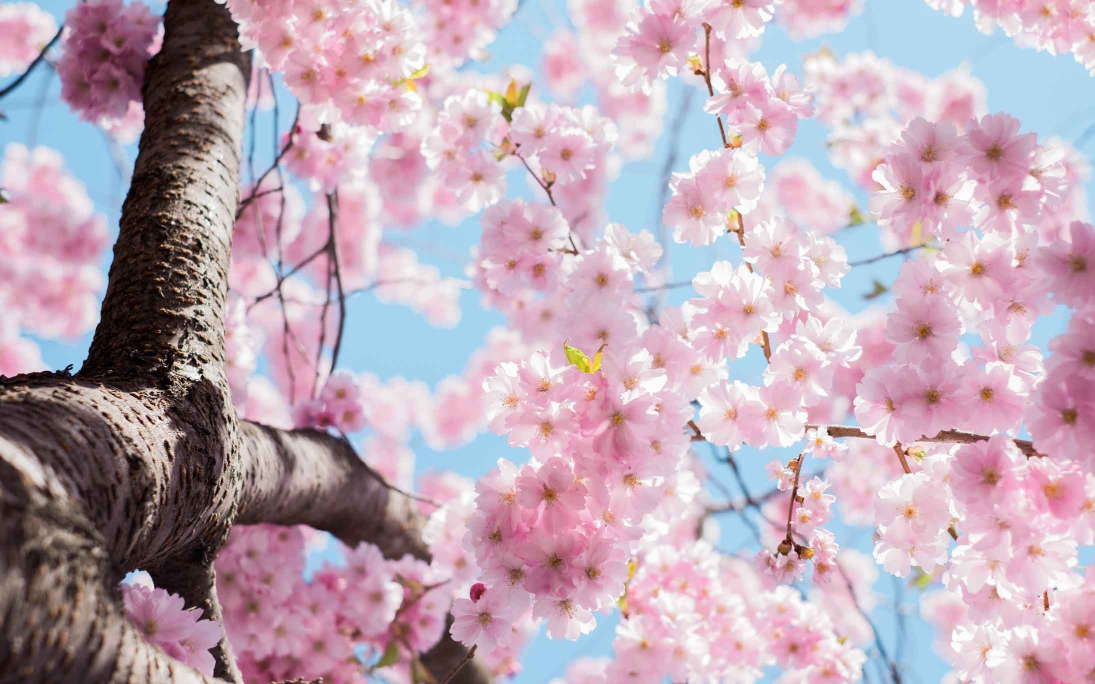 Pink sakura flowers, Cherry tree trunk, Clear blue sky, HD Desktop wallpaper