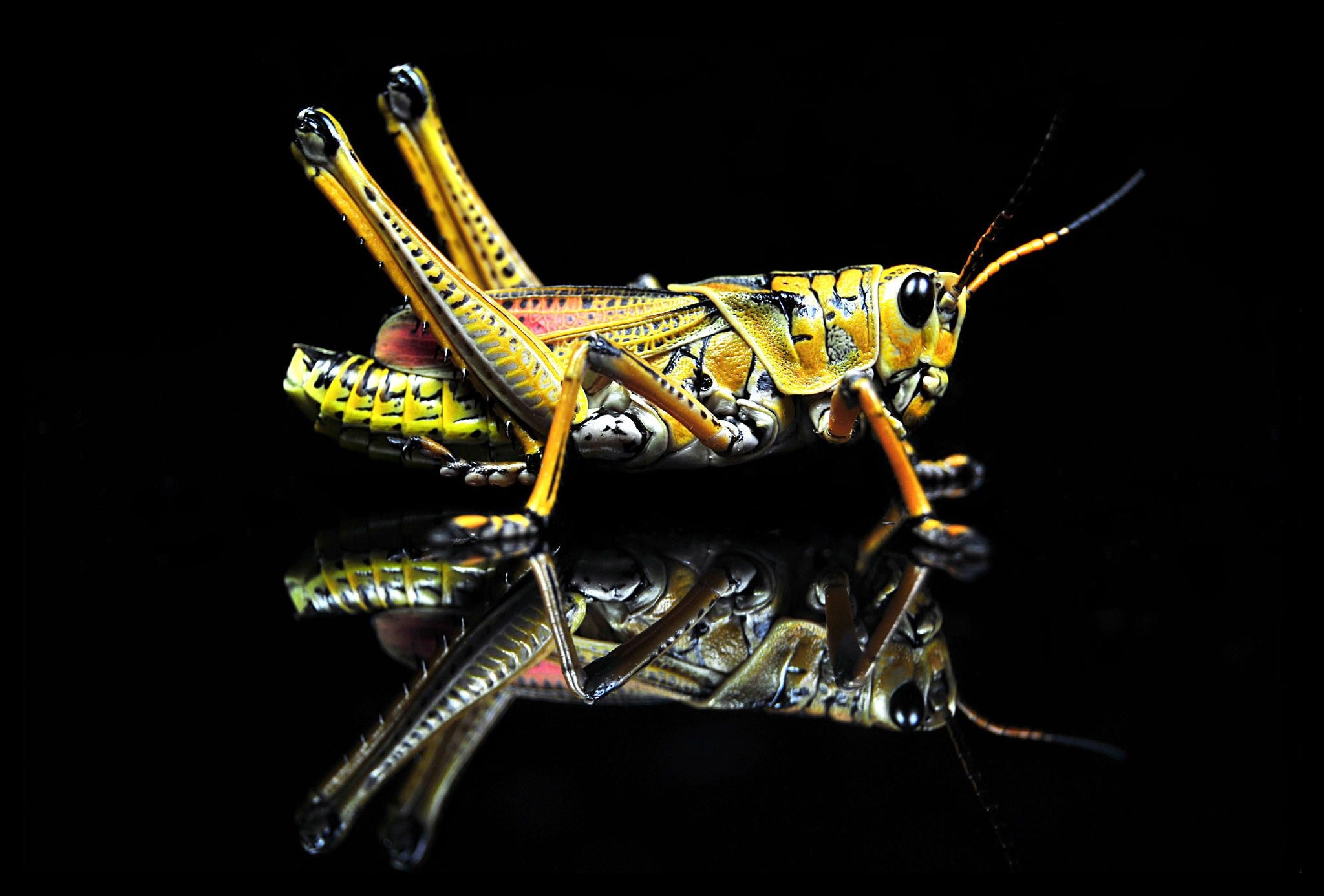 Grasshopper, Arjun singh omkar, HD wallpaper, Pictures, 2050x1390 HD Desktop