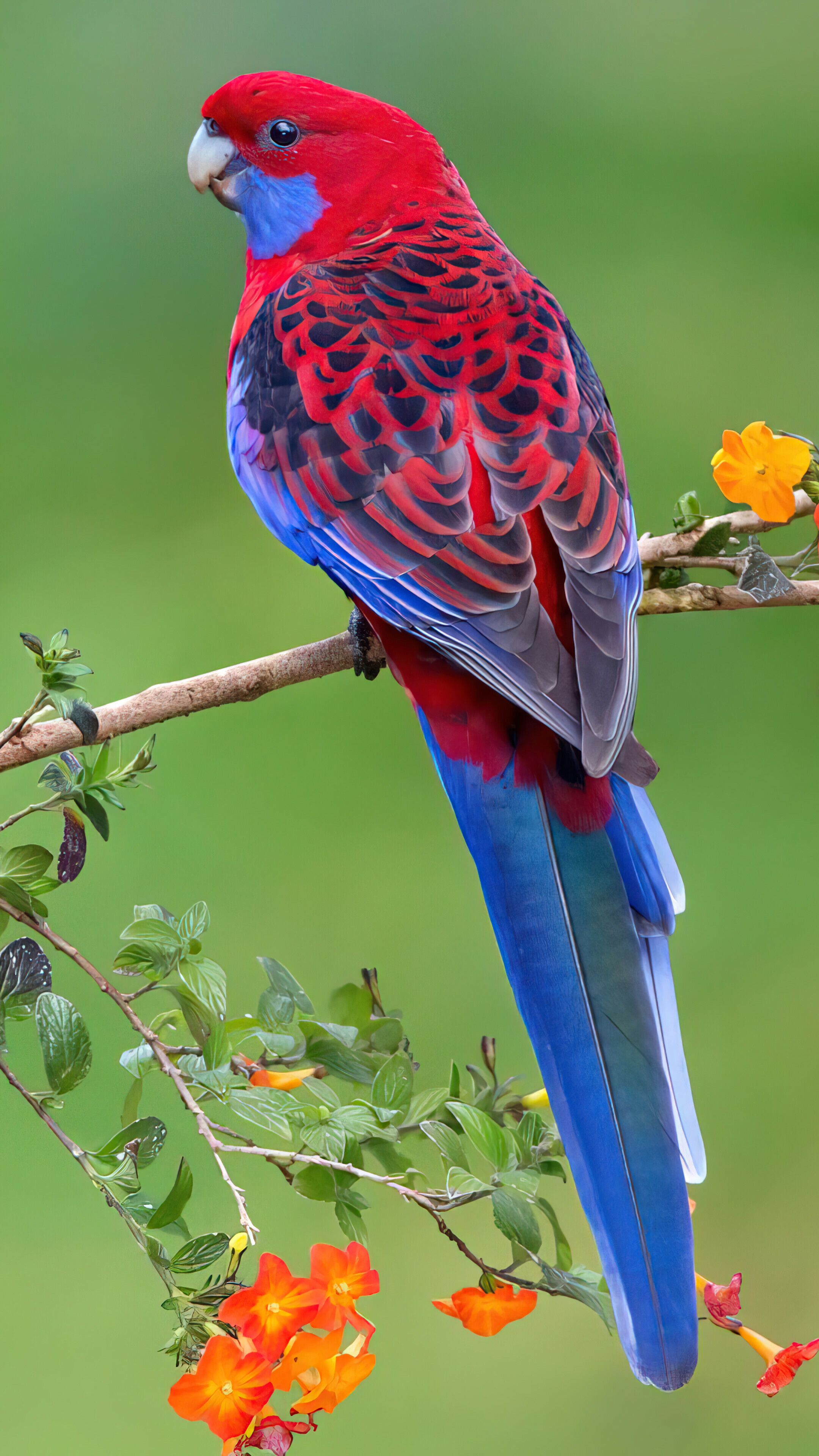 Parrot birds, PC desktop, 4K wallpaper, 2160x3840 4K Phone