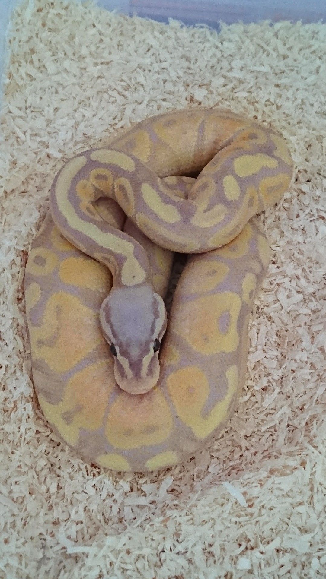 Python, Banana pastel, Het axanthic, Royal ball python, 1080x1920 Full HD Phone