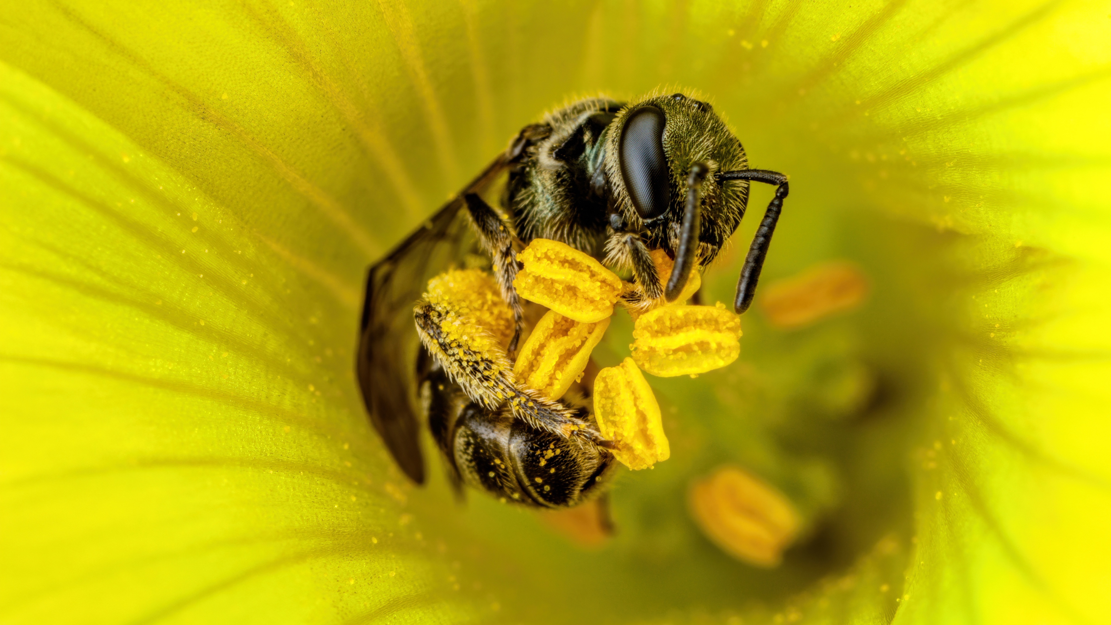 Ultra HD wallpaper, Bee close-up, High definition image, Stunning visuals, 3840x2160 4K Desktop