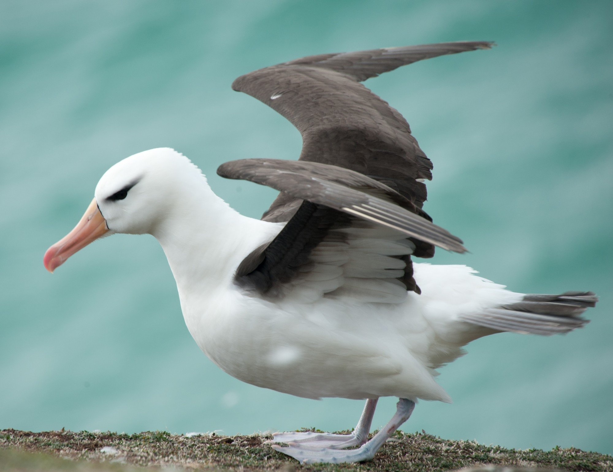 Seabird wonder, Albatross beauty, Desktop wallpapers, Inspiring avian artistry, 2000x1540 HD Desktop