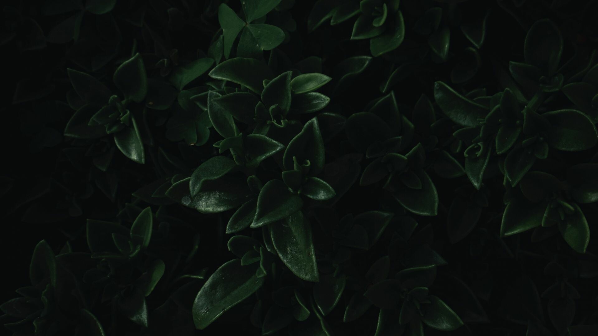 Green leaves, Dark portrait, Close up, Nature, 1920x1080 Full HD Desktop