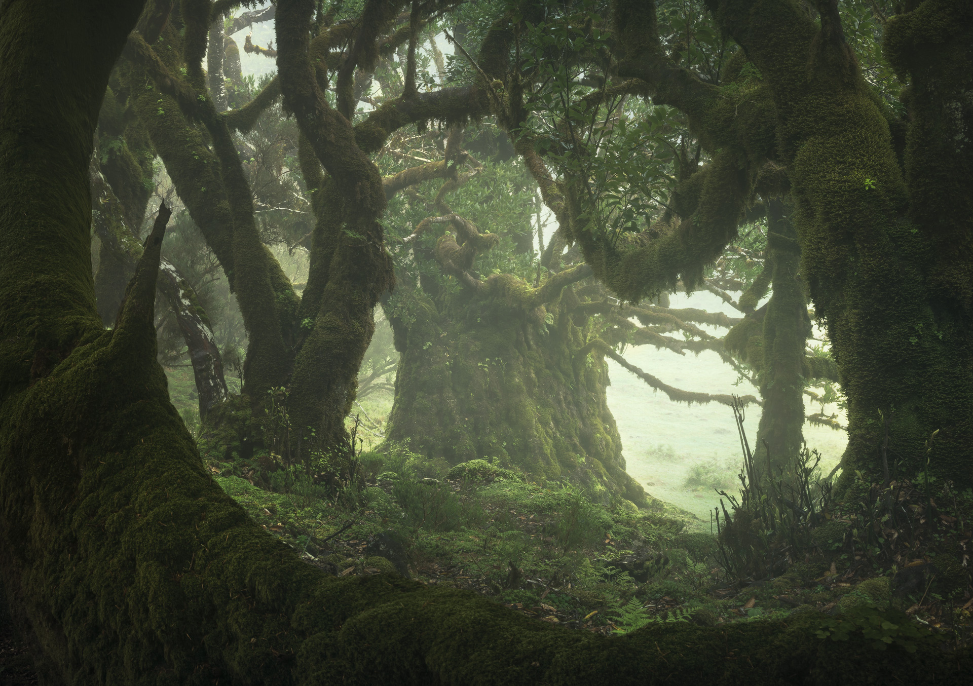 Fangorn, Movies, Enrico Fossati, Fangorn Forest, 1920x1360 HD Desktop