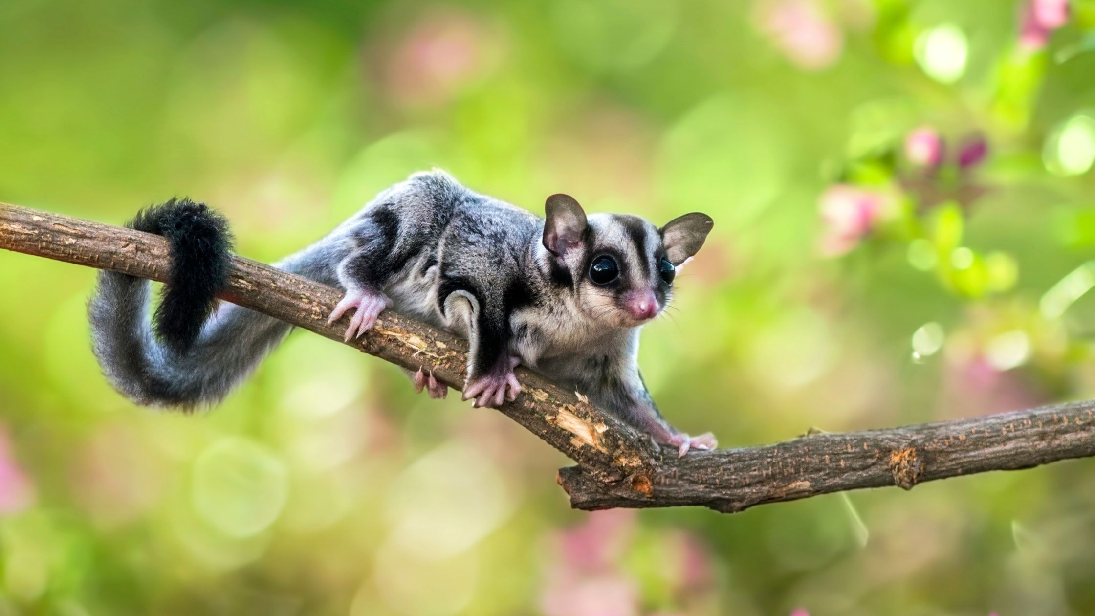 Sugar glider gliding, Unique flying marsupial, Nature's wonder, Airborne beauty, 2240x1260 HD Desktop